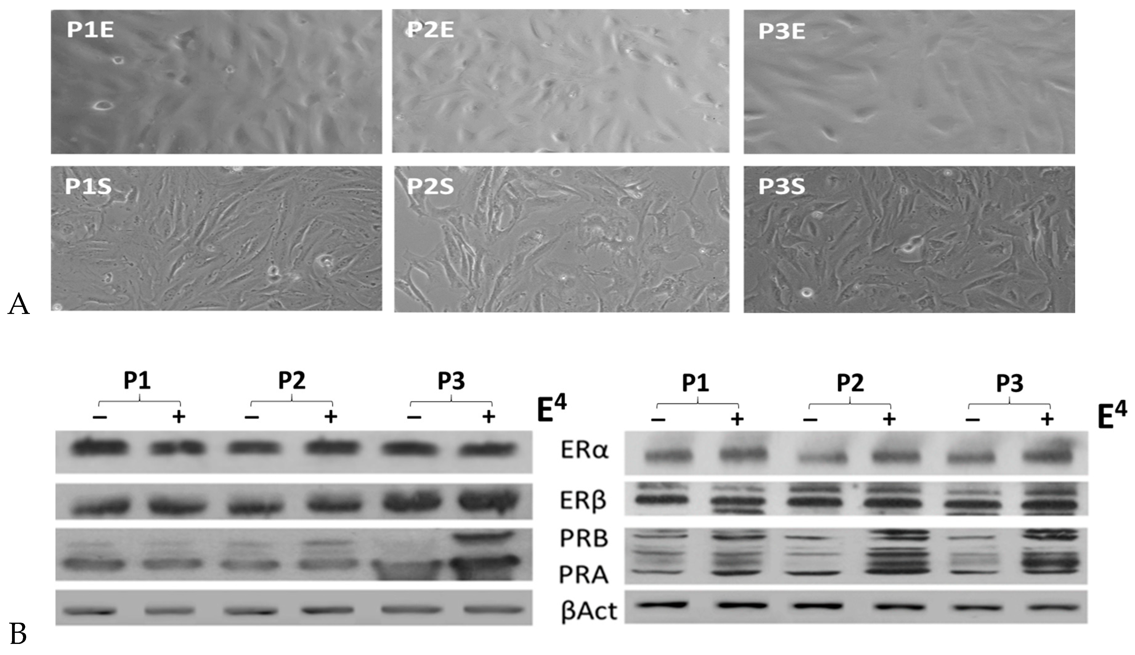 Biomedicines 11 01169 g004 Biomedicines 11 01169 g004