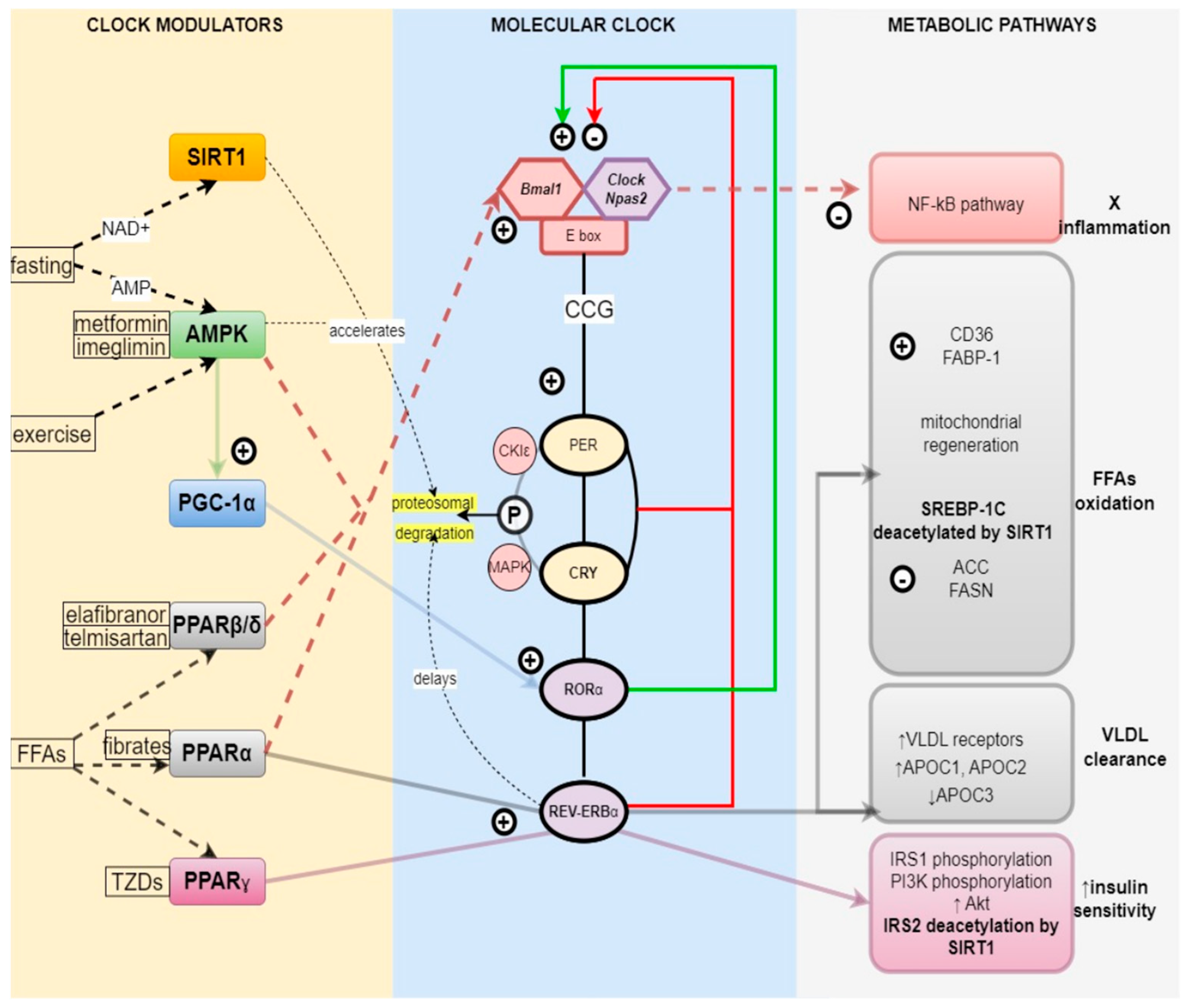 Biomedicines 11 01171 g001 Biomedicines 11 01171 g001