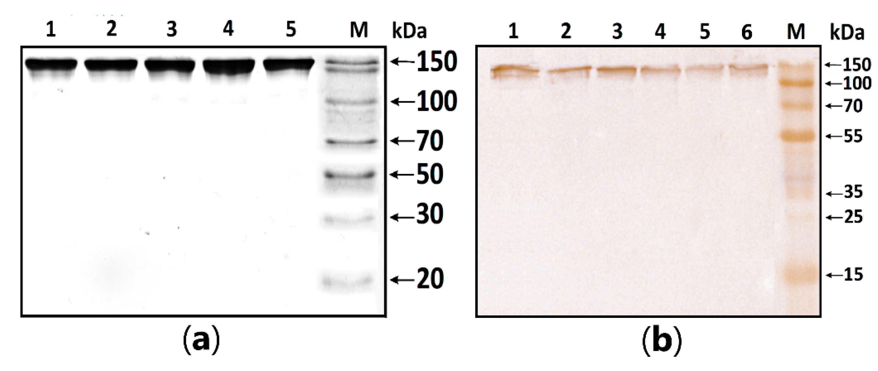 Biomedicines 11 01179 g001