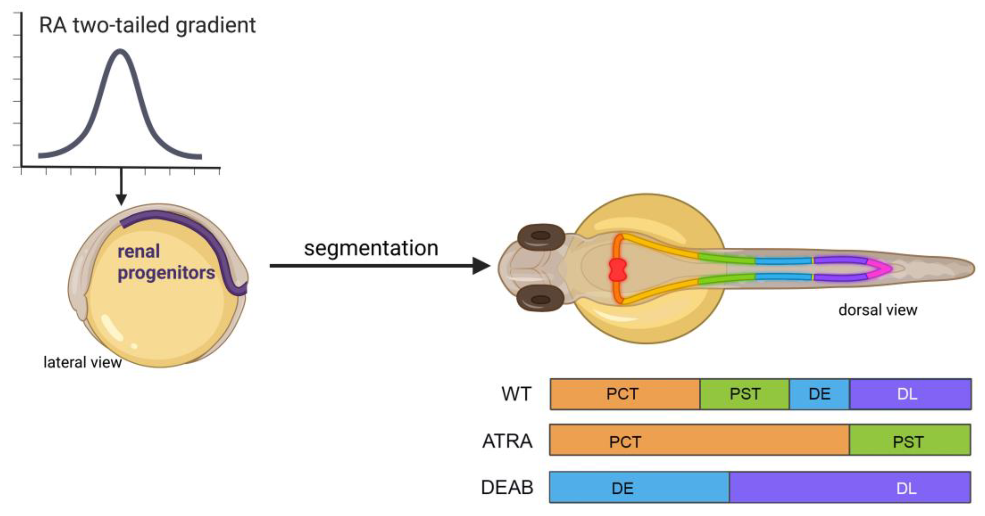 Biomedicines 11 01180 g003