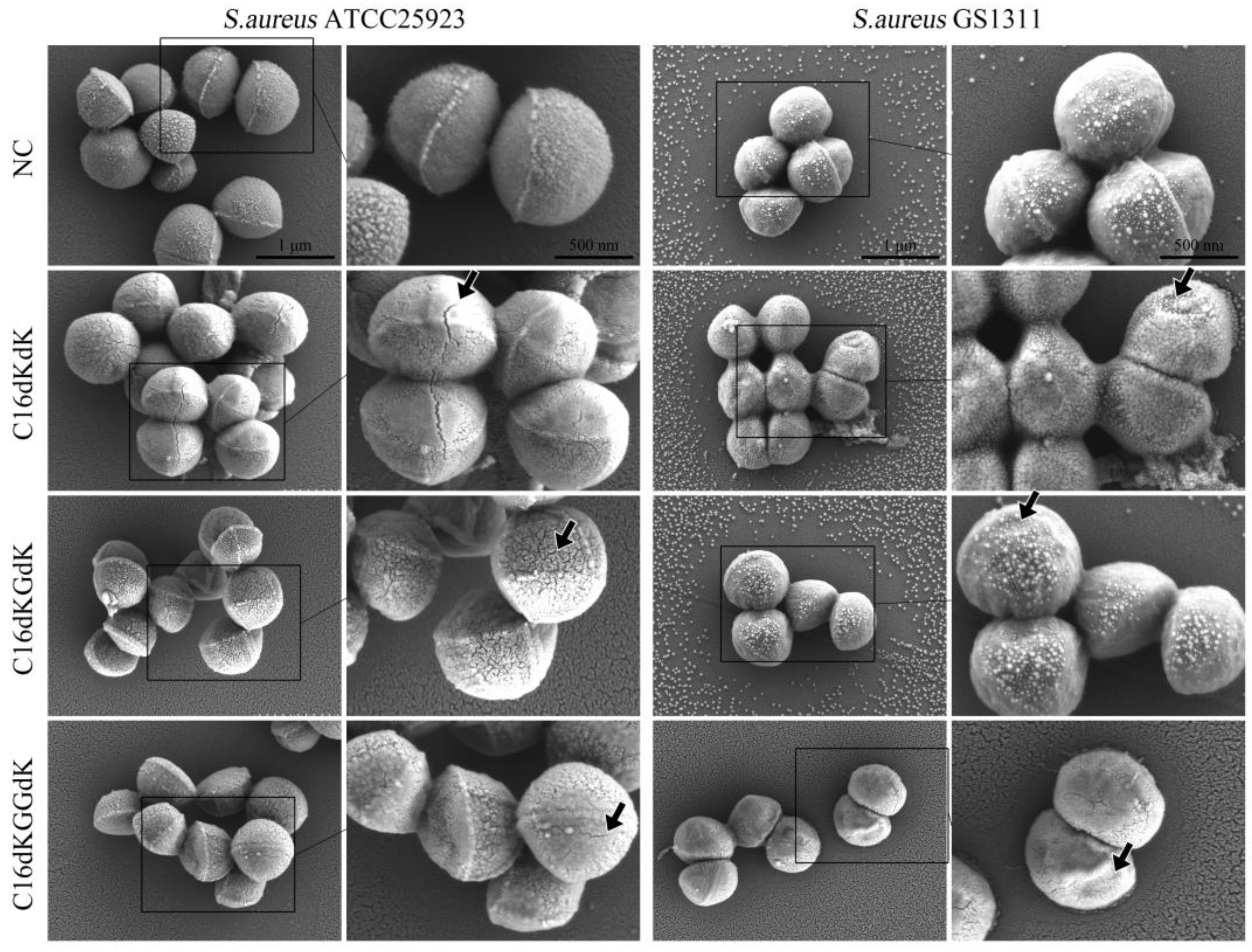 Biomedicines 11 01188 g002 Biomedicines 11 01188 g002