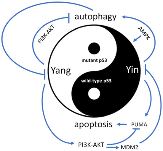 The Competition of Yin and Yang: Exploring the Role of Wild