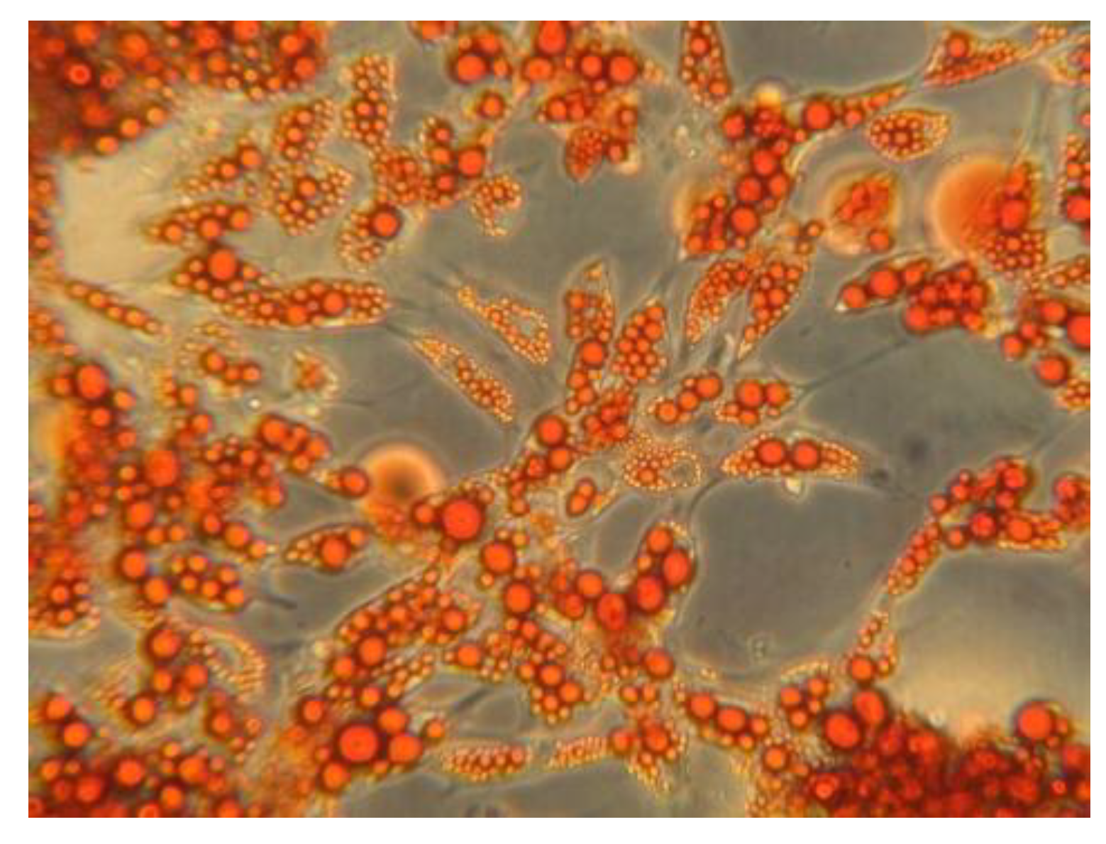 Biomedicines 11 01194 g001 Biomedicines 11 01194 g001