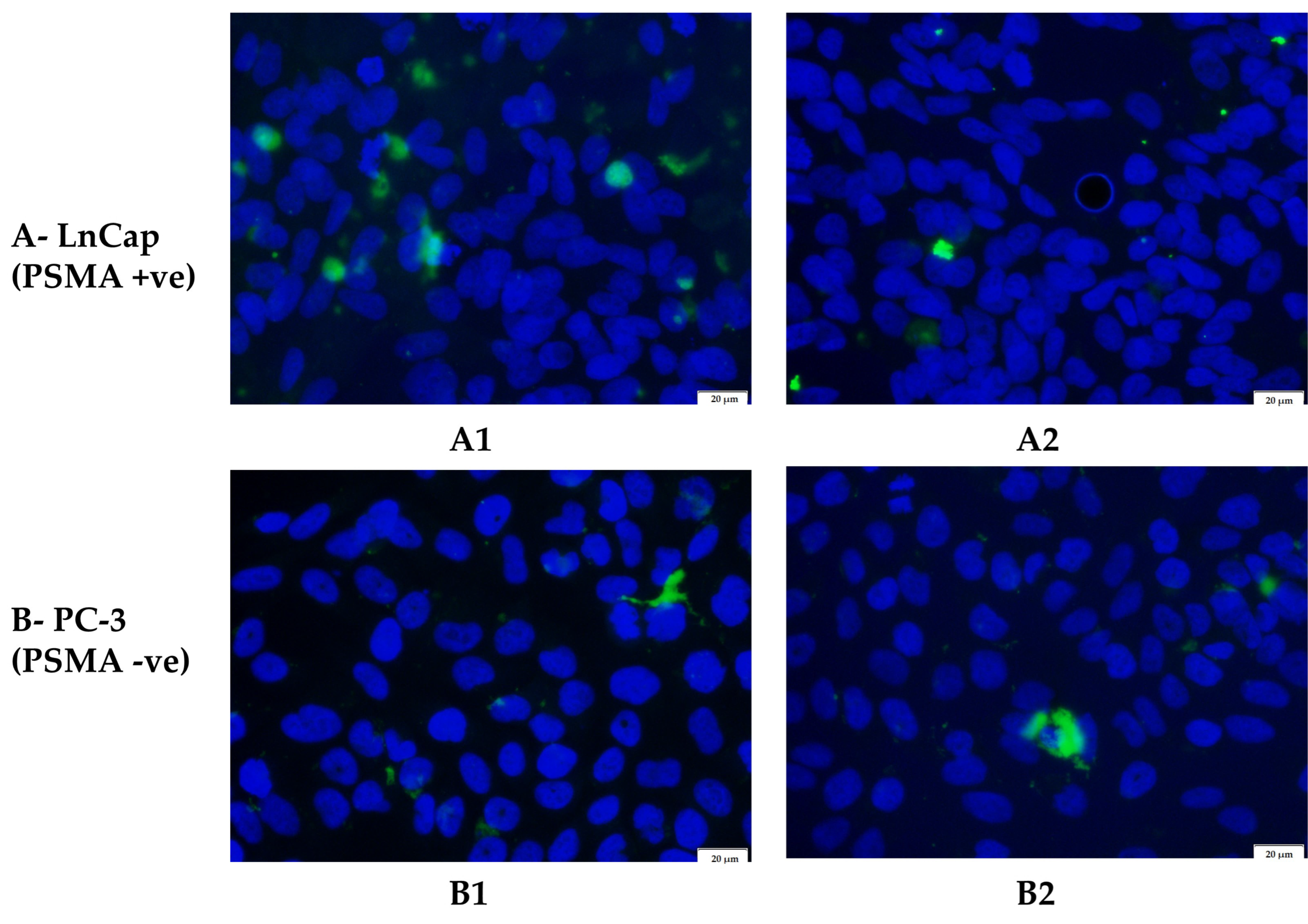 Biomedicines 11 01201 g009