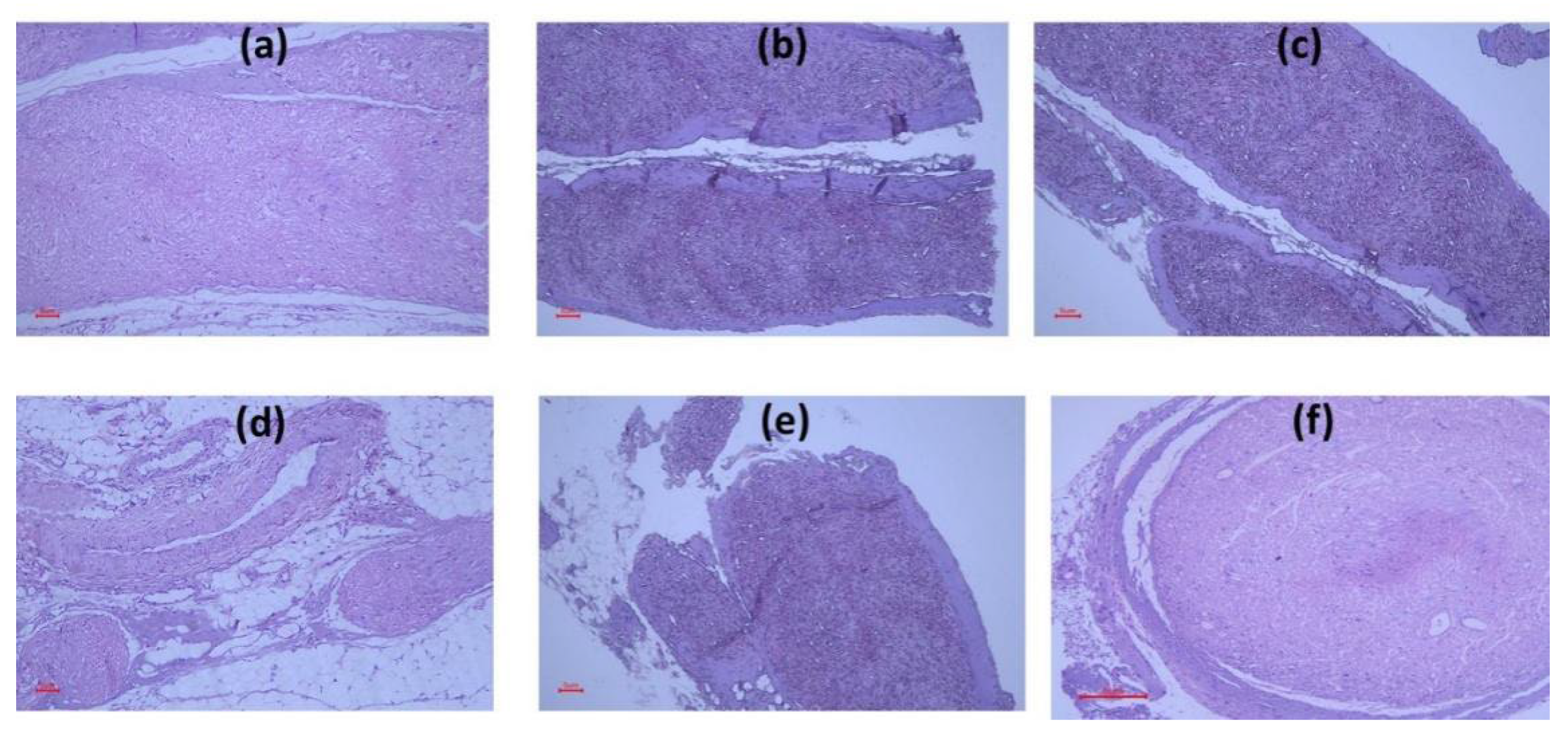 Biomedicines 11 01203 g008