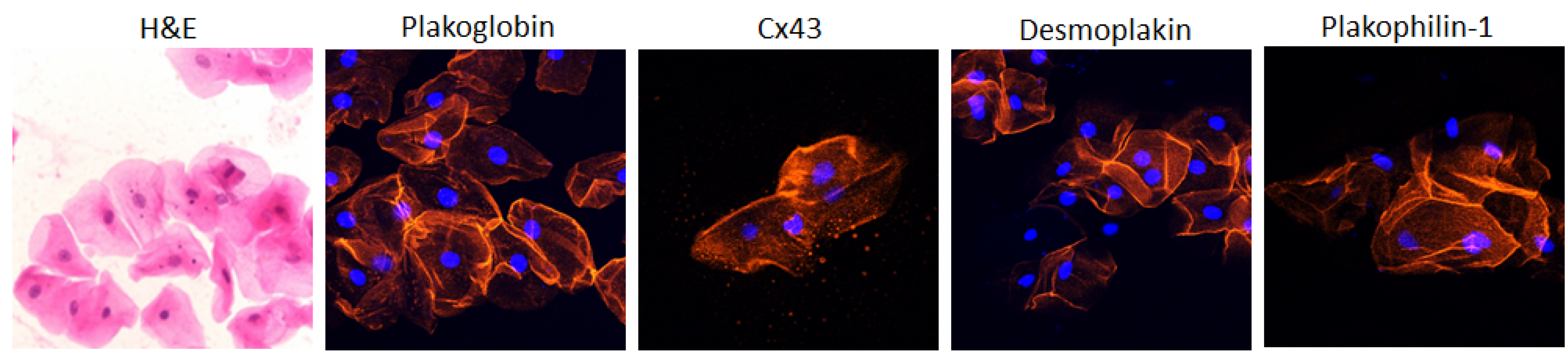 Biomedicines 11 01207 g001