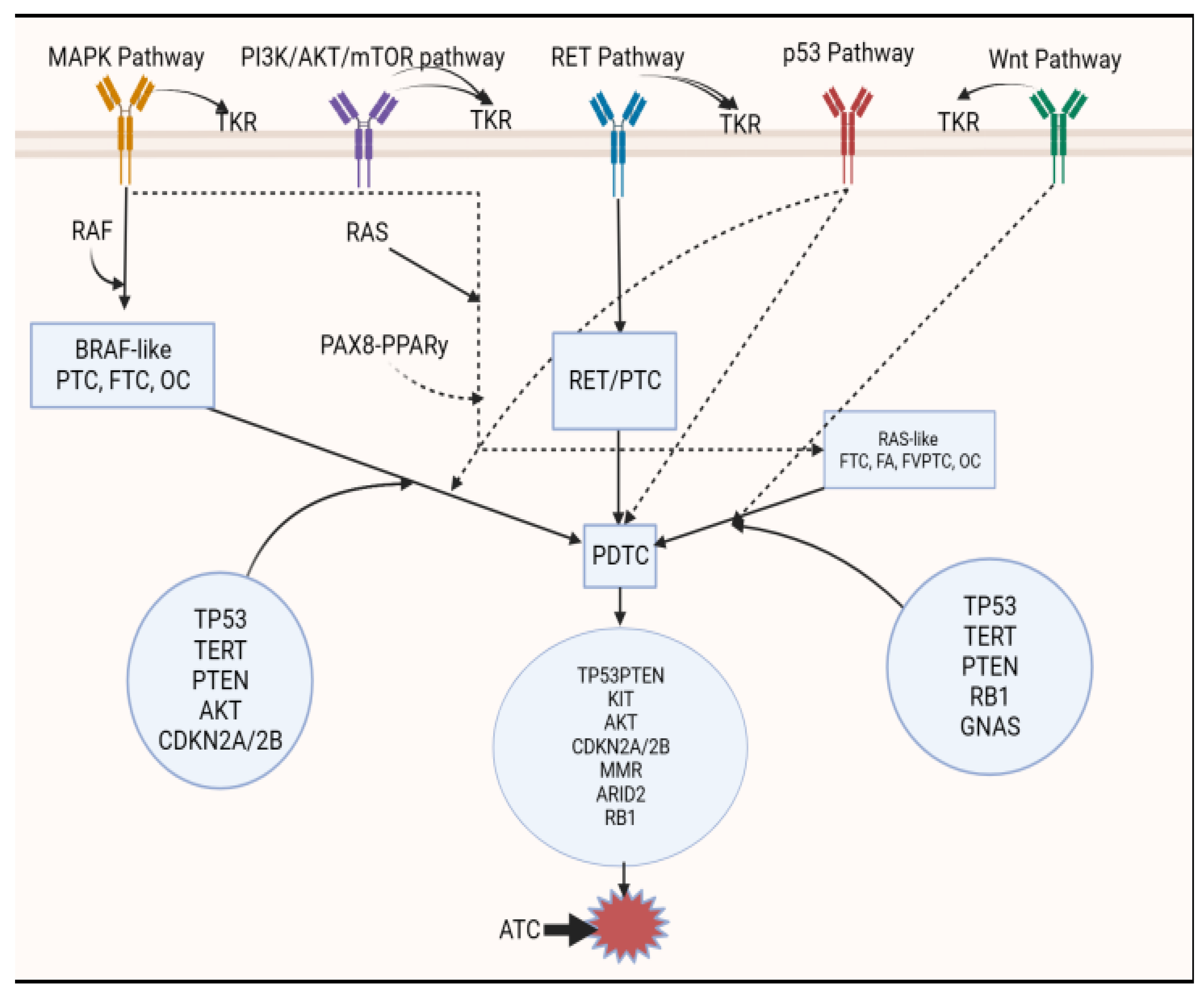 Biomedicines 11 01217 g002