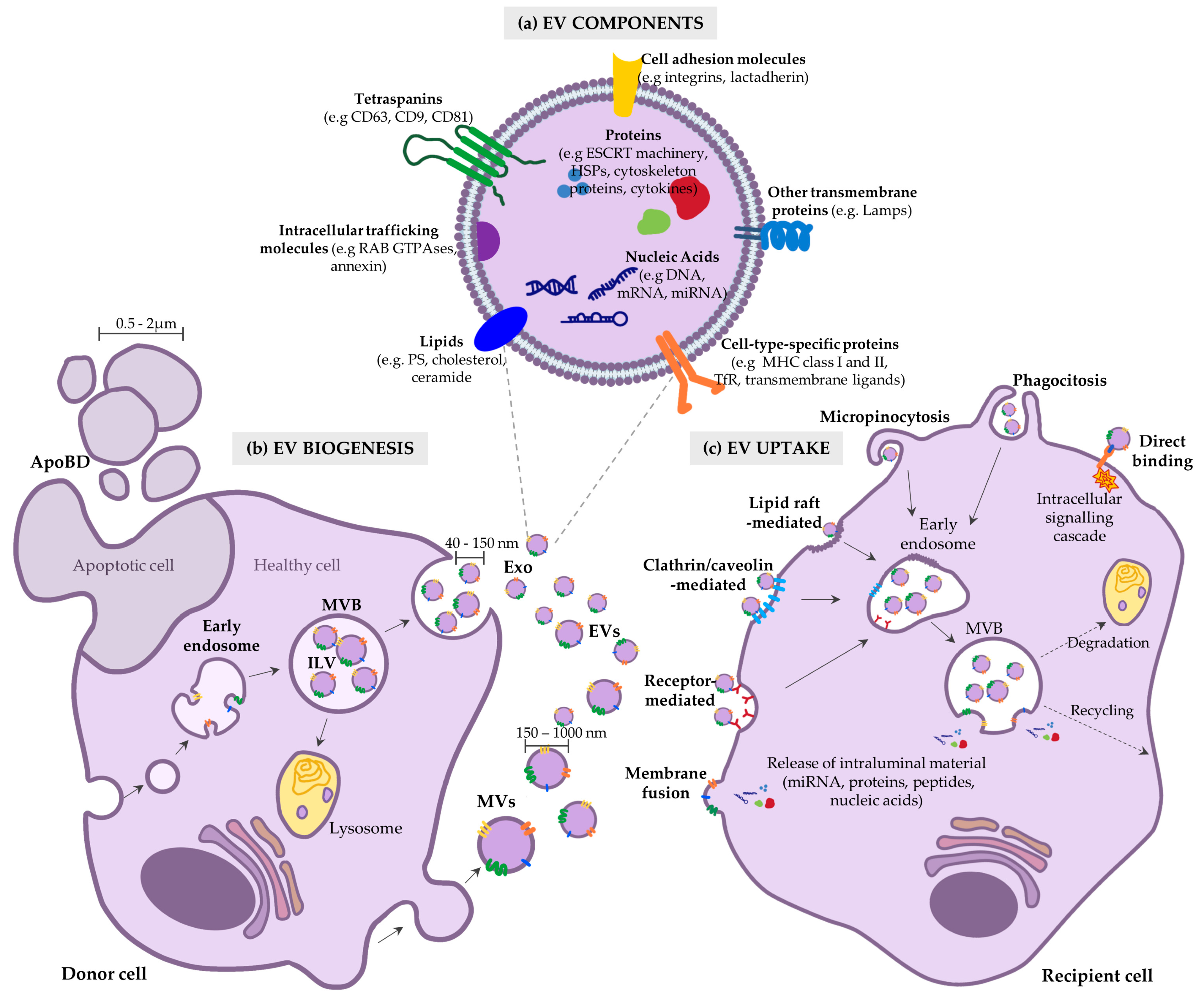 Biomedicines 11 01231 g001