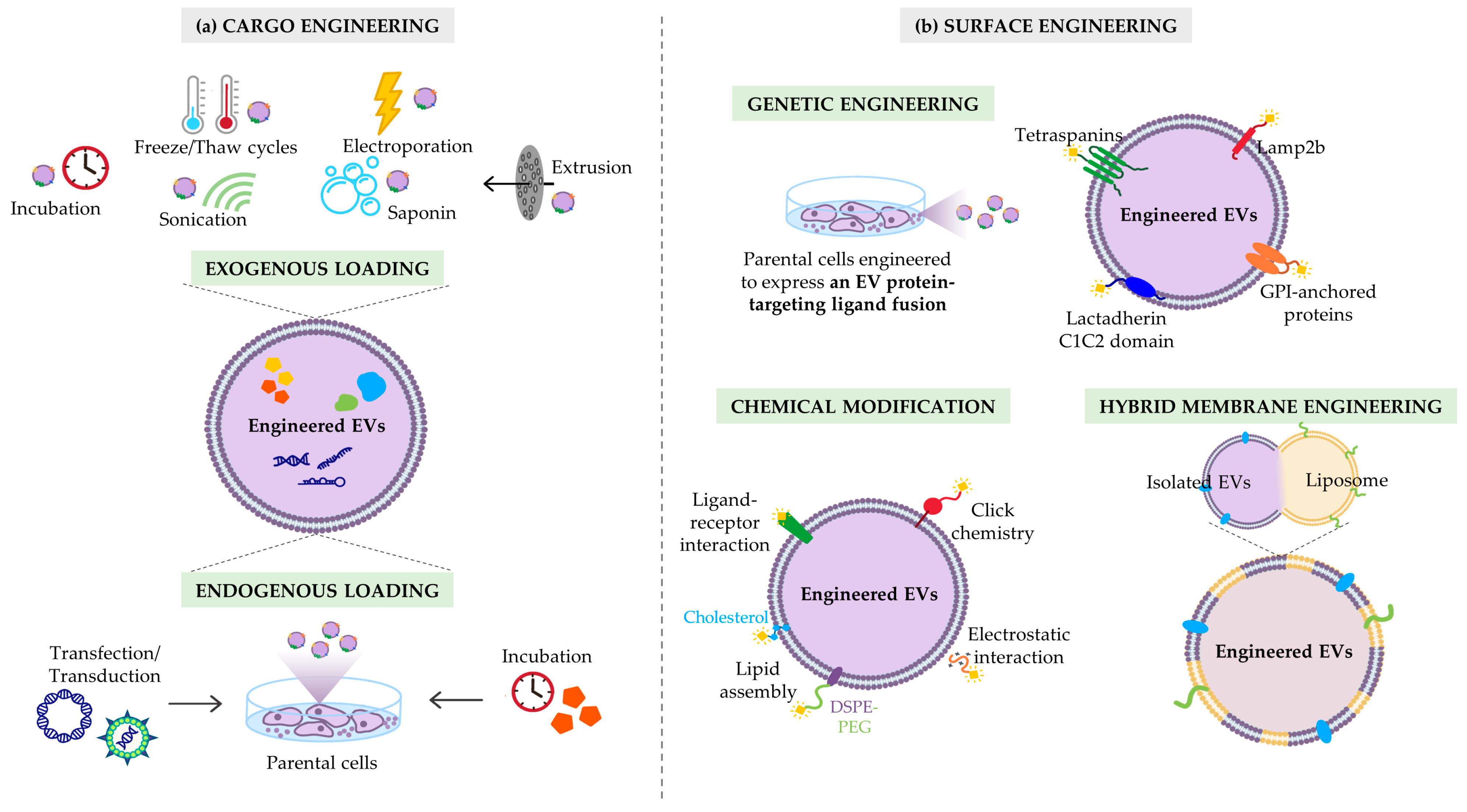 Biomedicines 11 01231 g002