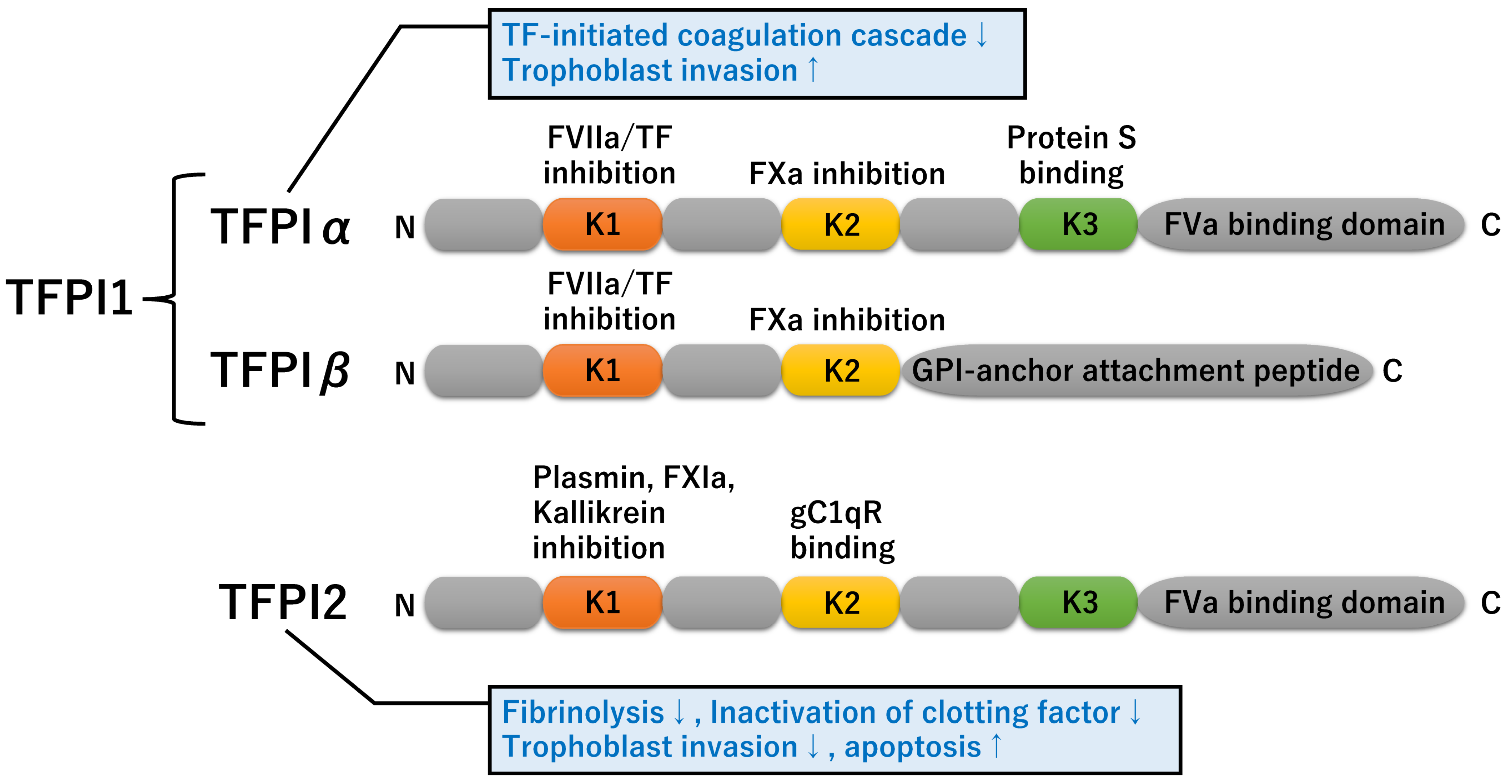 Biomedicines 11 01237 g002 Biomedicines 11 01237 g002