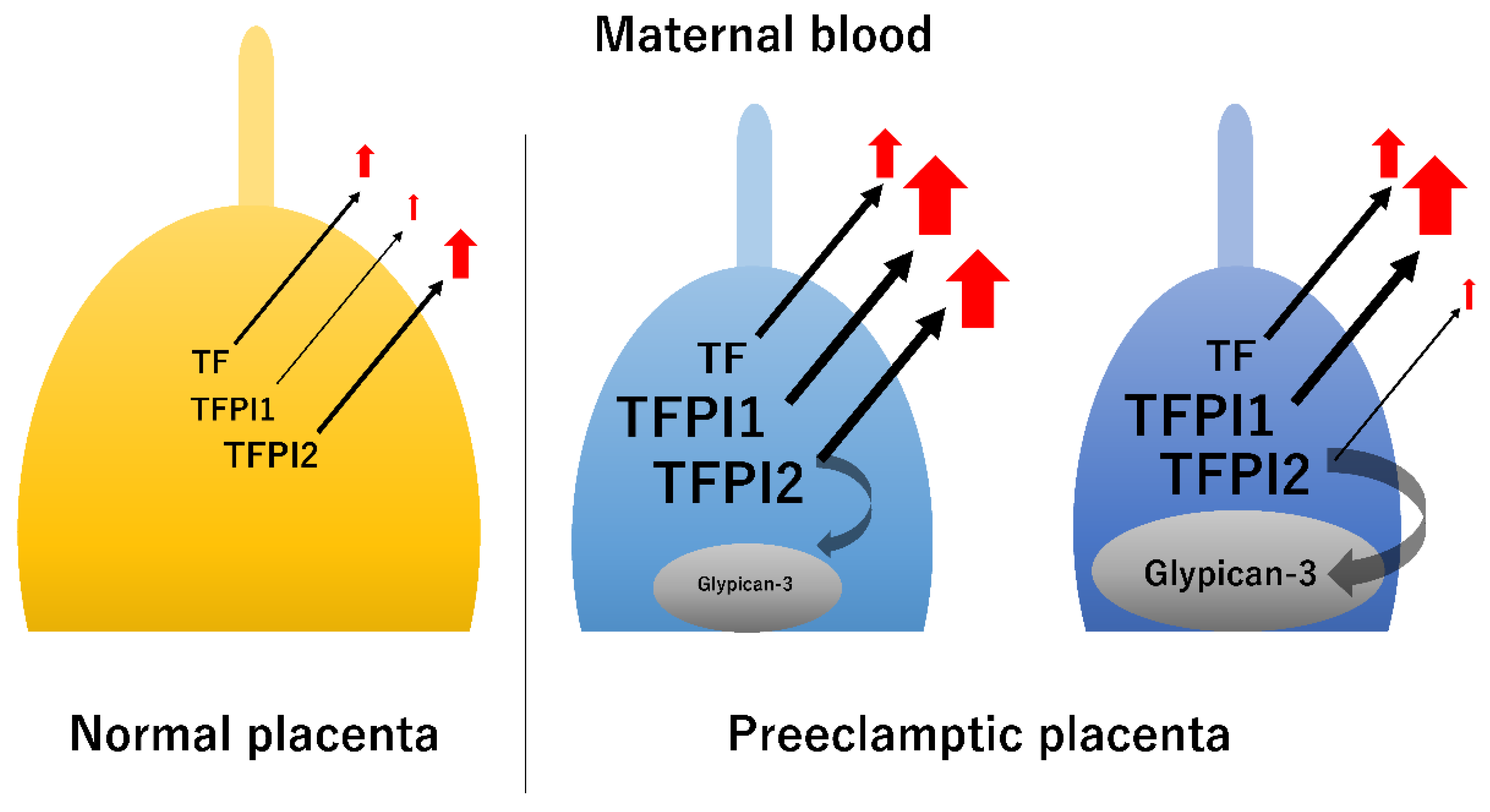 Biomedicines 11 01237 g003 Biomedicines 11 01237 g003