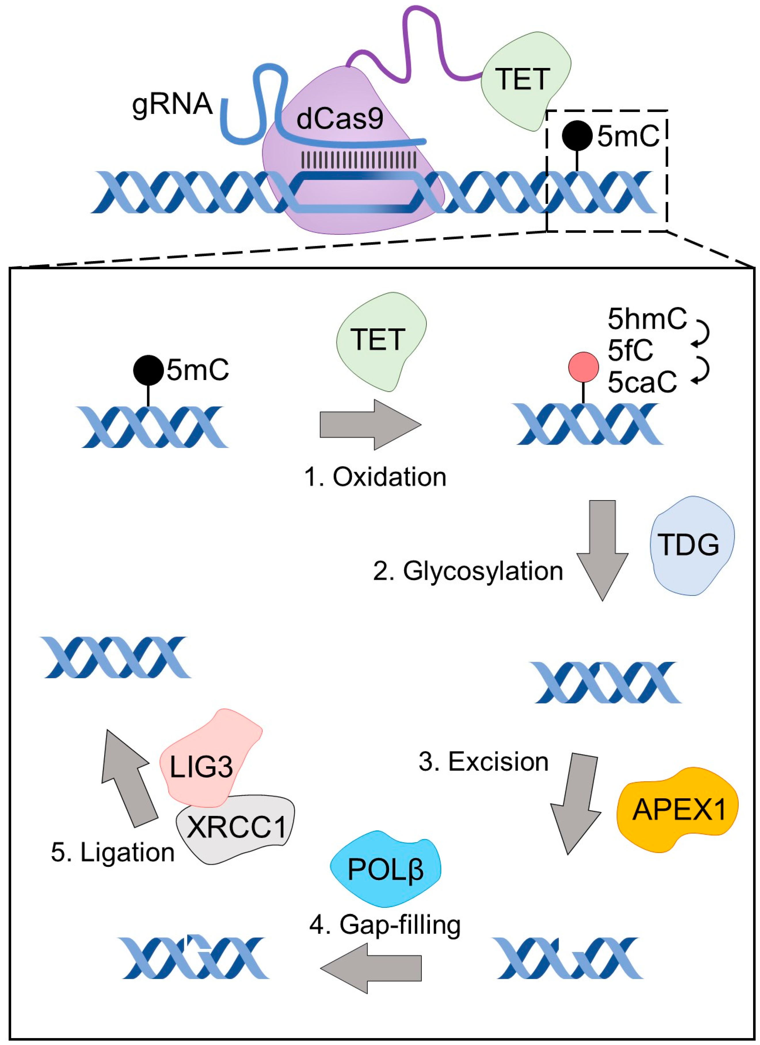 希少になる Increasing Specificity of Targeted DNA Methylation Editing 洋書