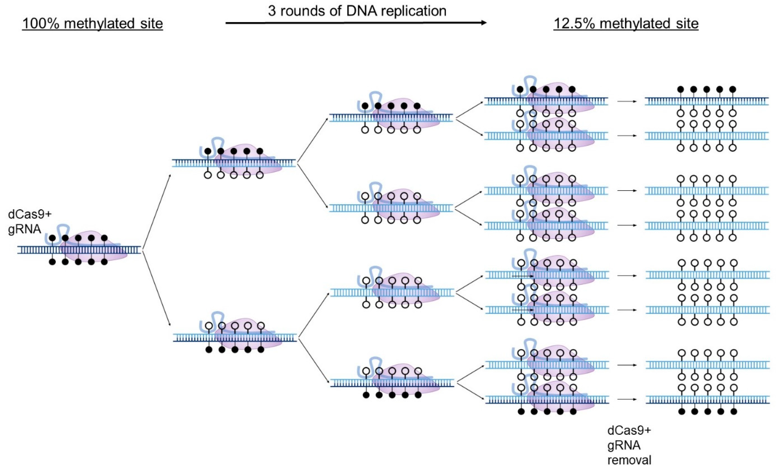 Biomedicines 11 01238 g002 Biomedicines 11 01238 g002