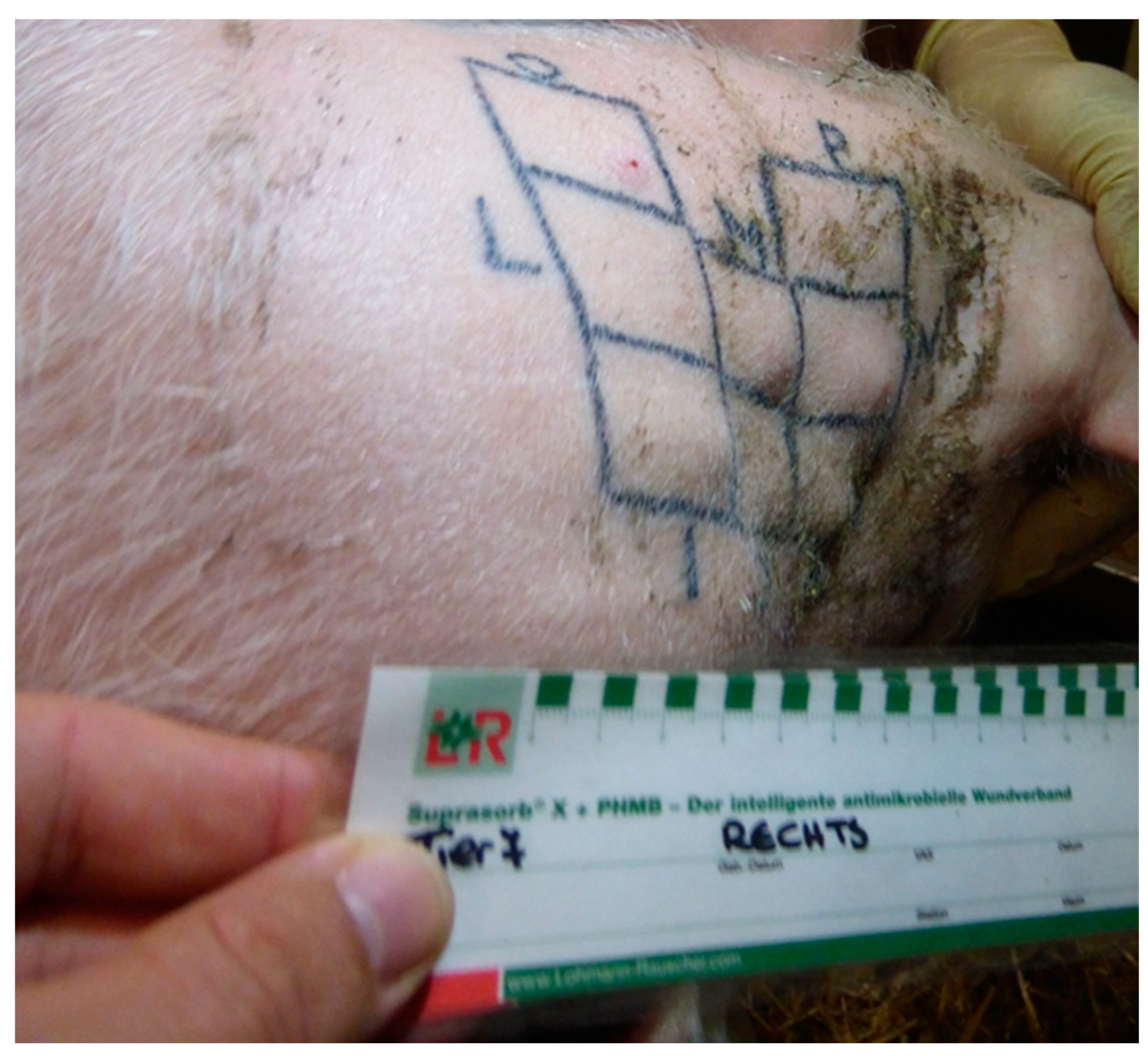 Biomedicines 11 01244 g008