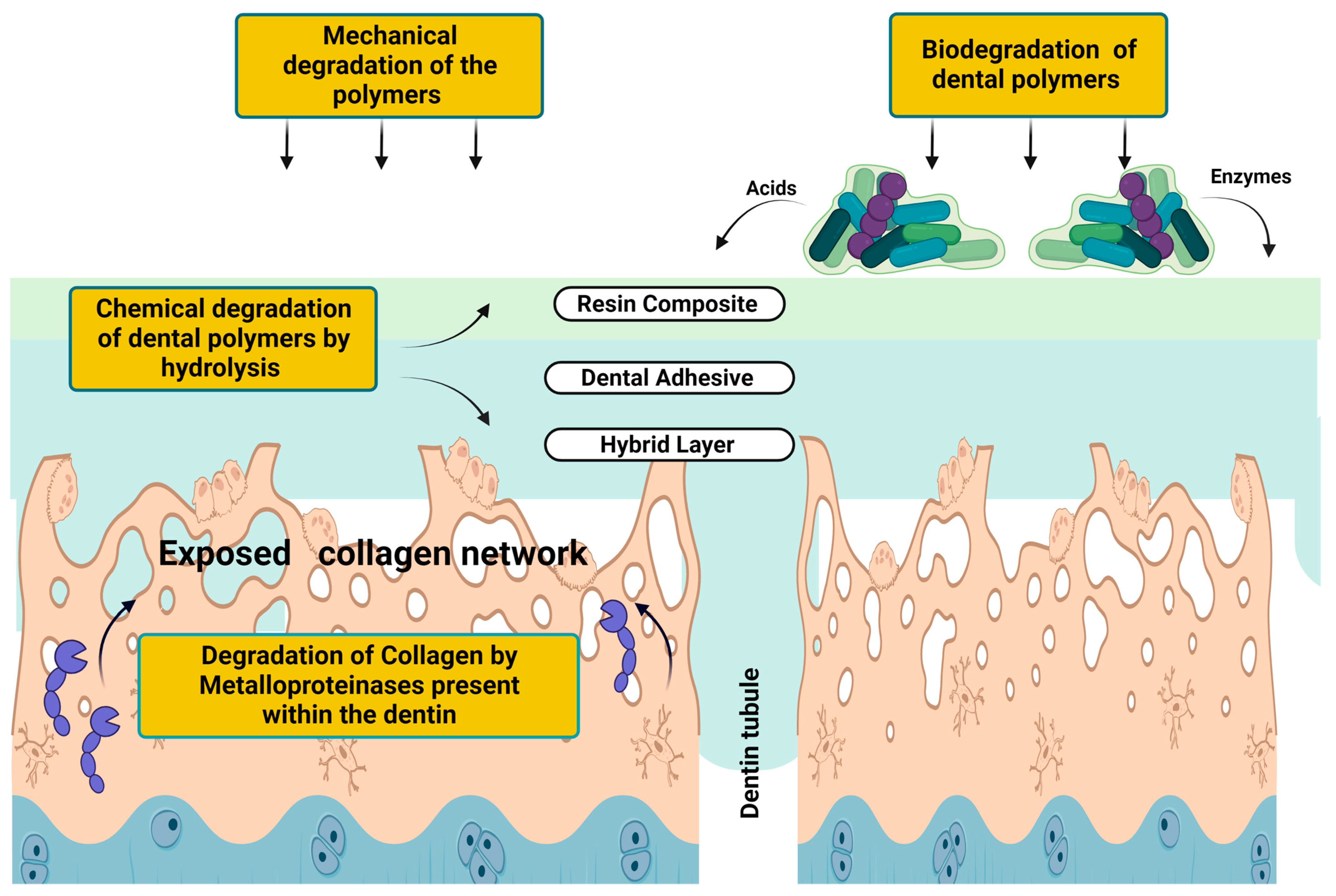 Biomedicines 11 01256 g004 Biomedicines 11 01256 g004