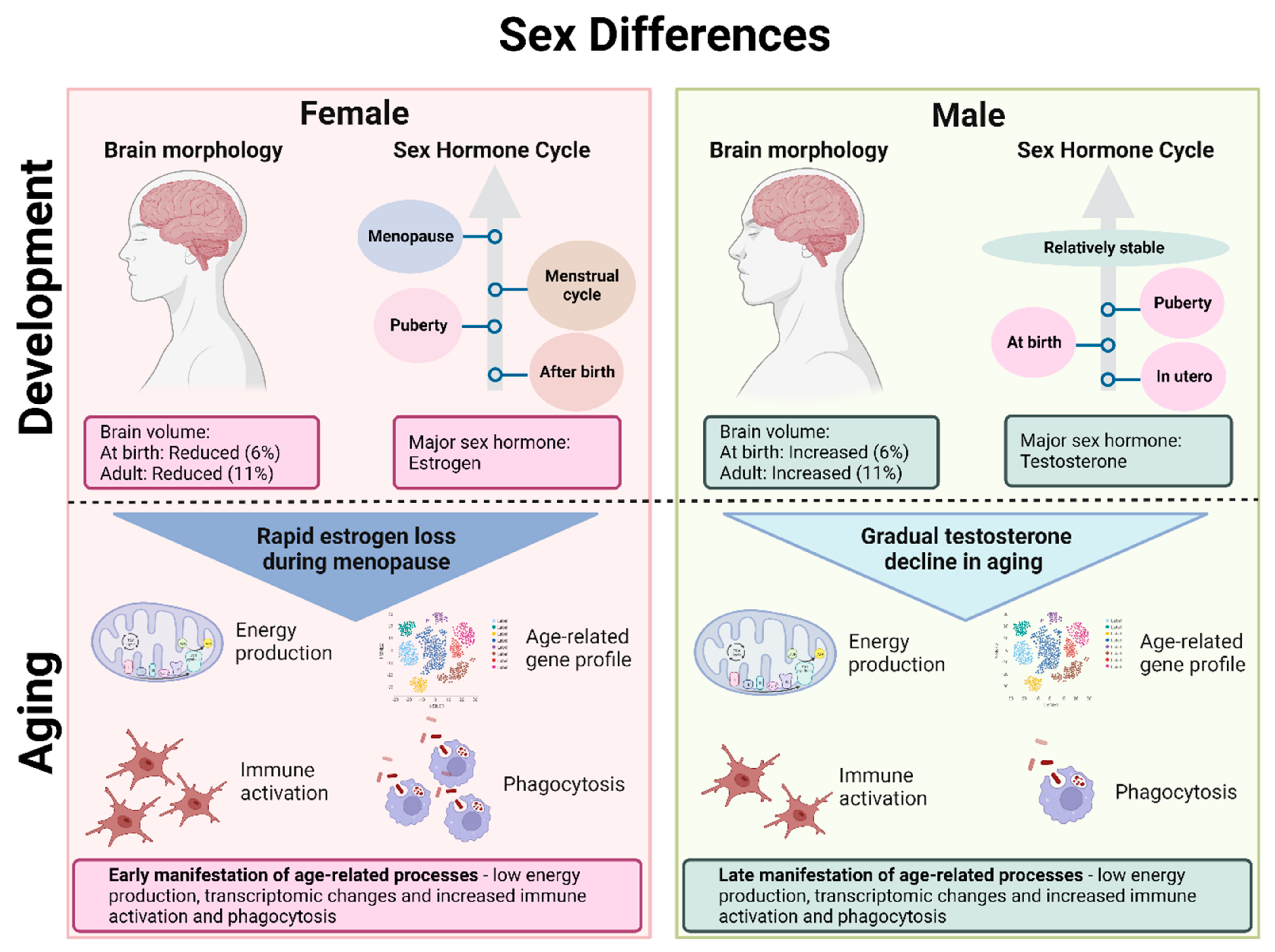 Biomedicines Free Full-Text Complexity of Sex Differences and Their Impact on Alzheimerandrsquo;s Disease image