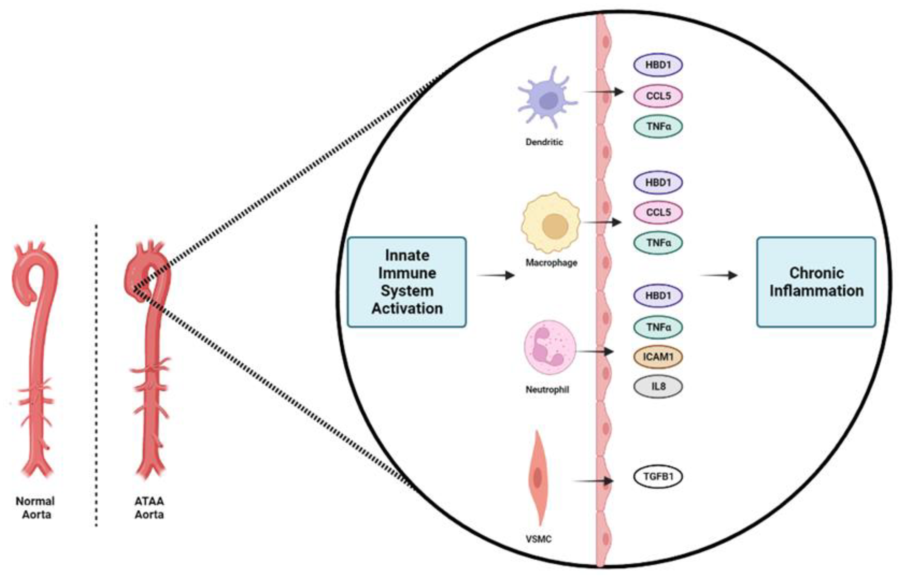 Biomedicines 11 01273 g007 Biomedicines 11 01273 g007