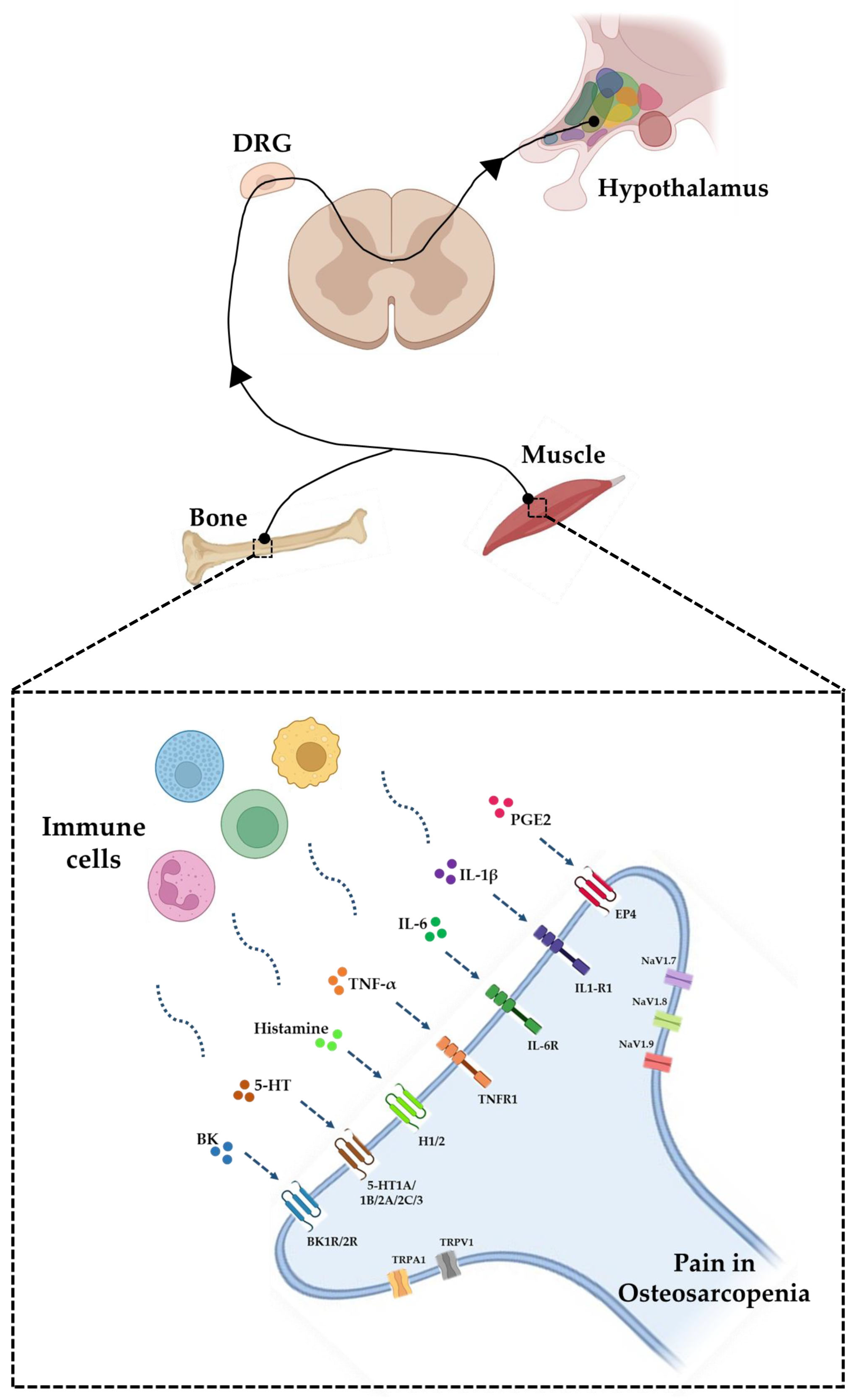 Biomedicines 11 01285 g001 Biomedicines 11 01285 g001