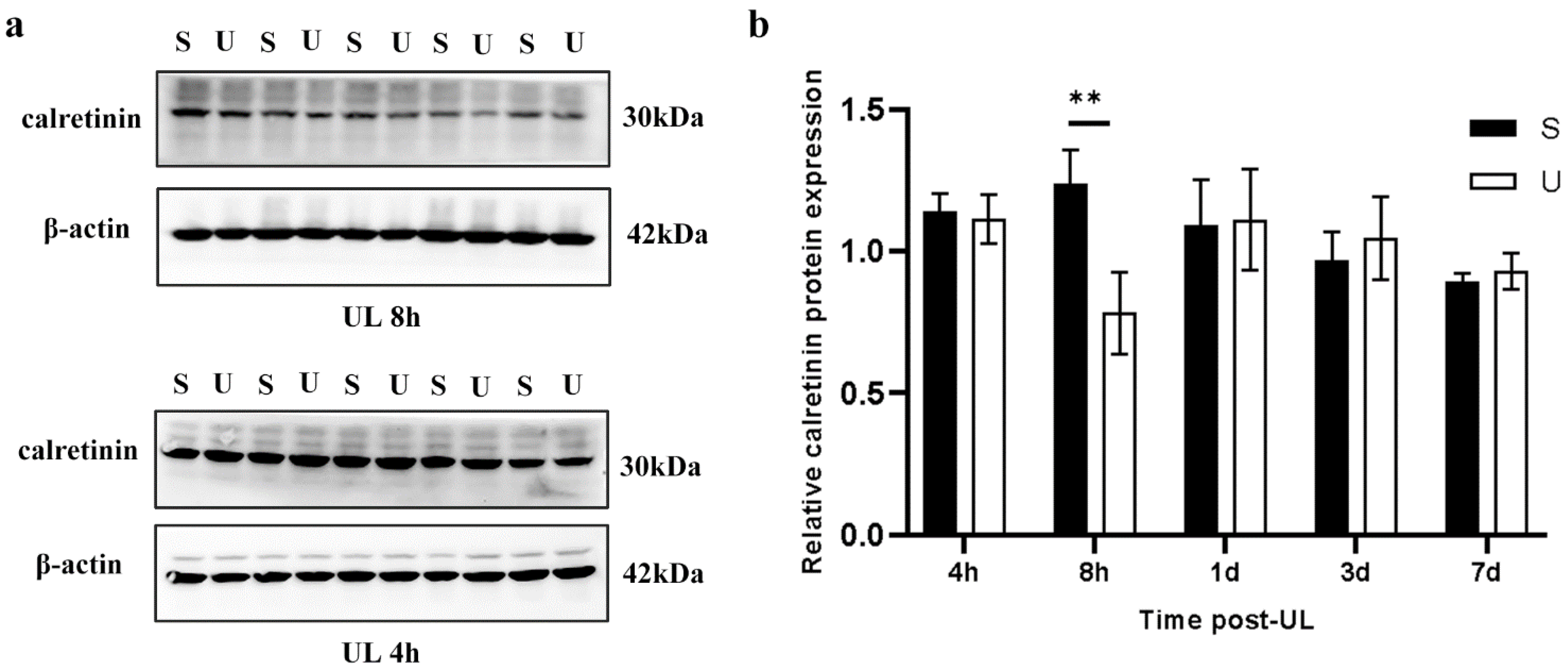 Biomedicines 11 01298 g004 Biomedicines 11 01298 g004