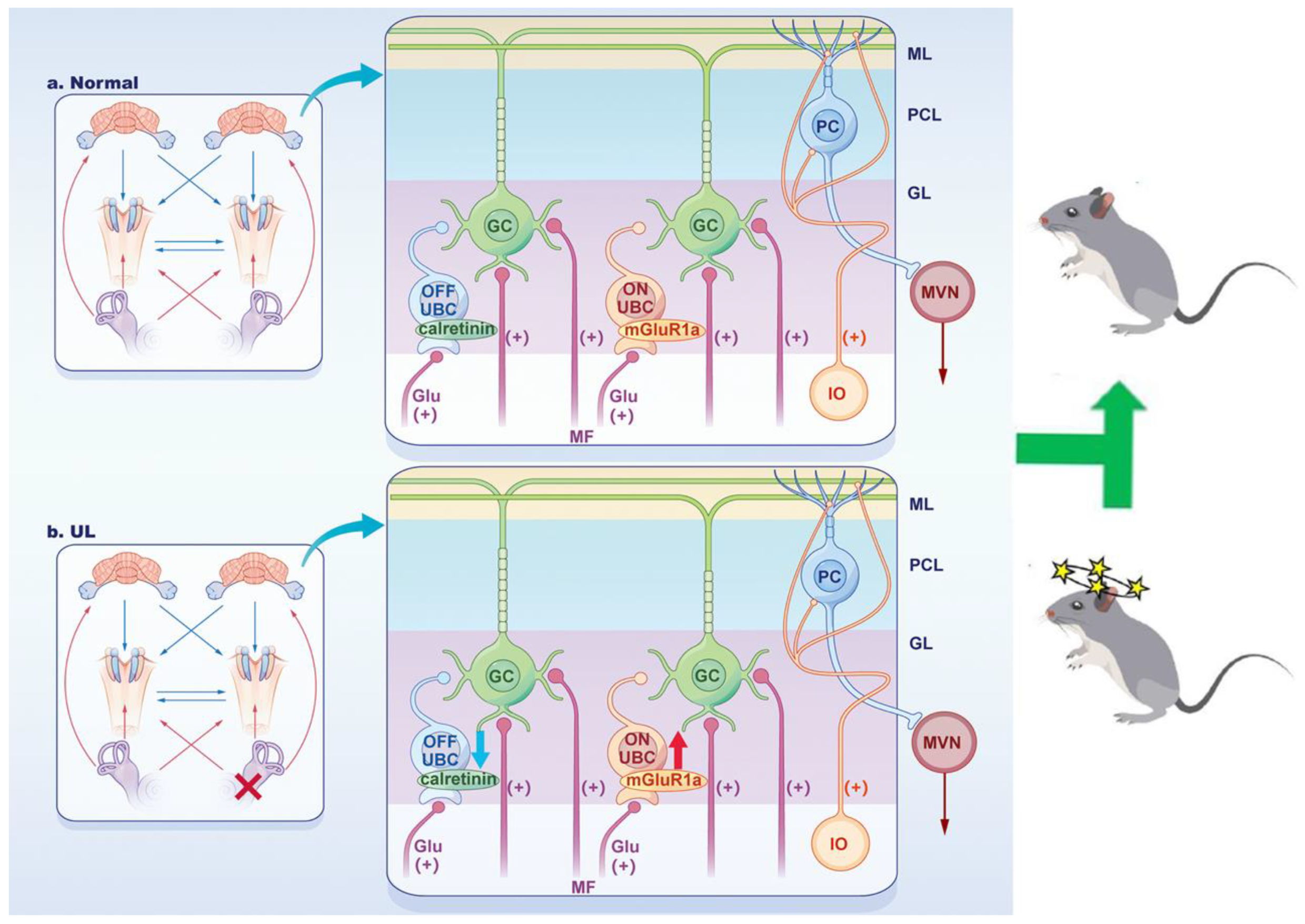 Biomedicines 11 01298 g006 Biomedicines 11 01298 g006