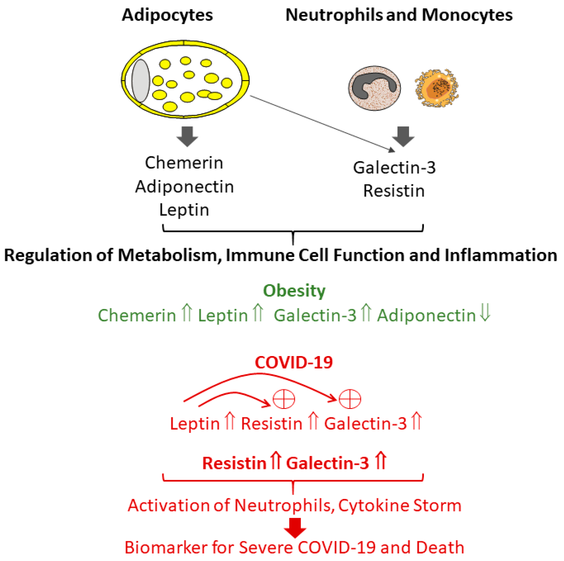 Biomedicines 11 01302 g002