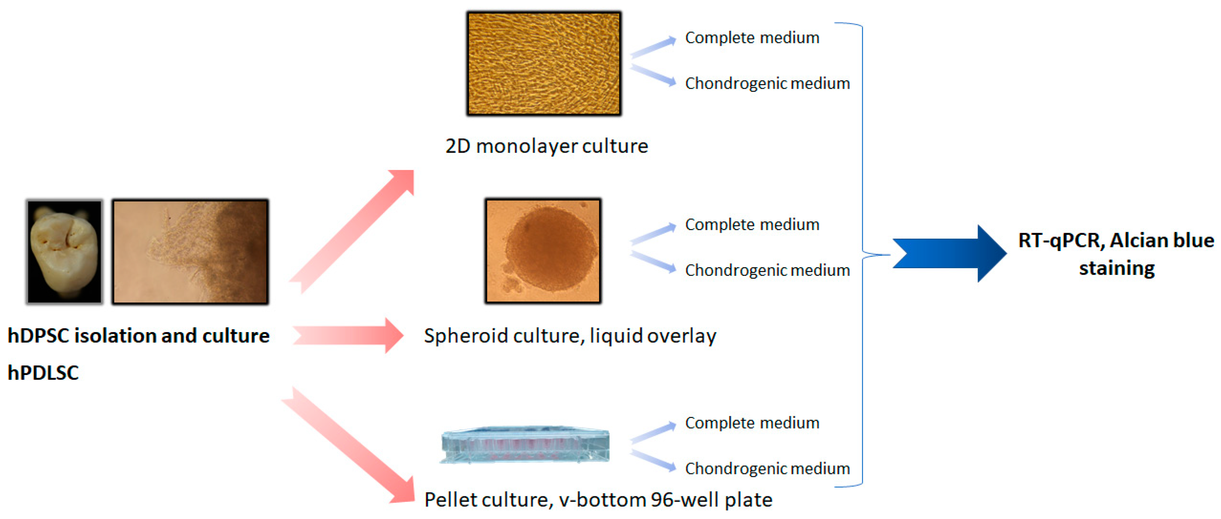 Biomedicines 11 01314 g001 Biomedicines 11 01314 g001