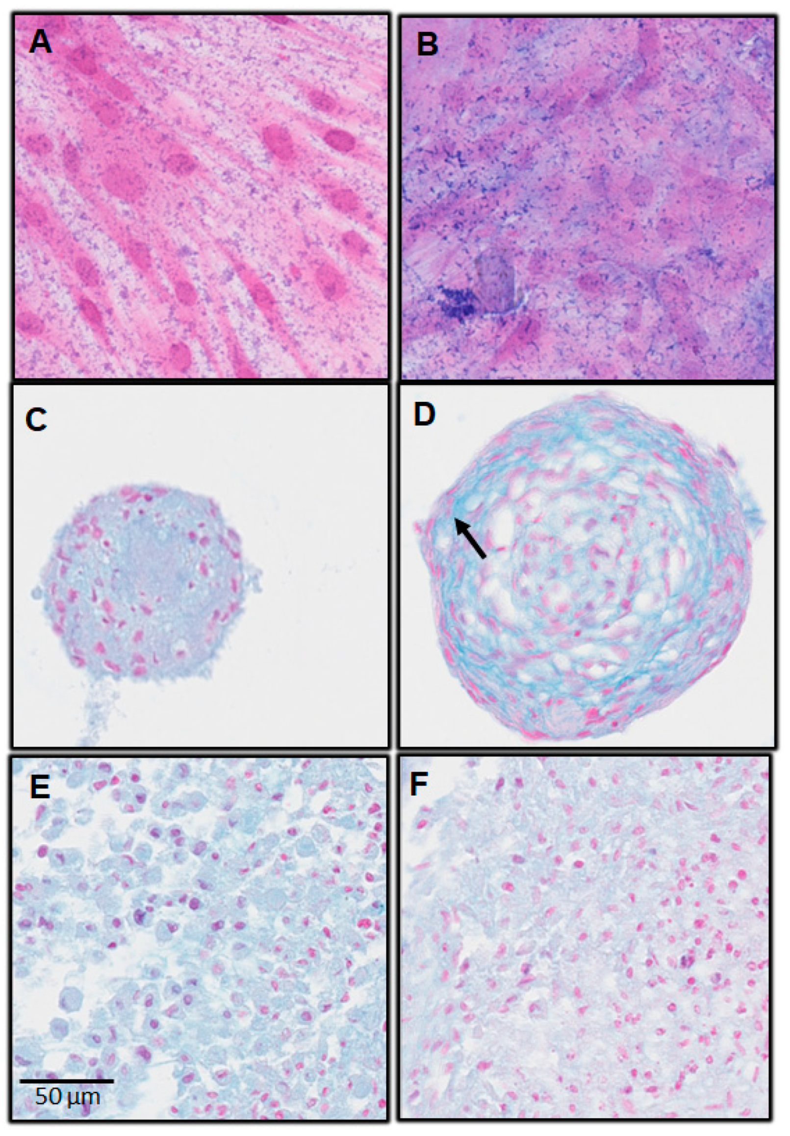 Biomedicines 11 01314 g004 Biomedicines 11 01314 g004