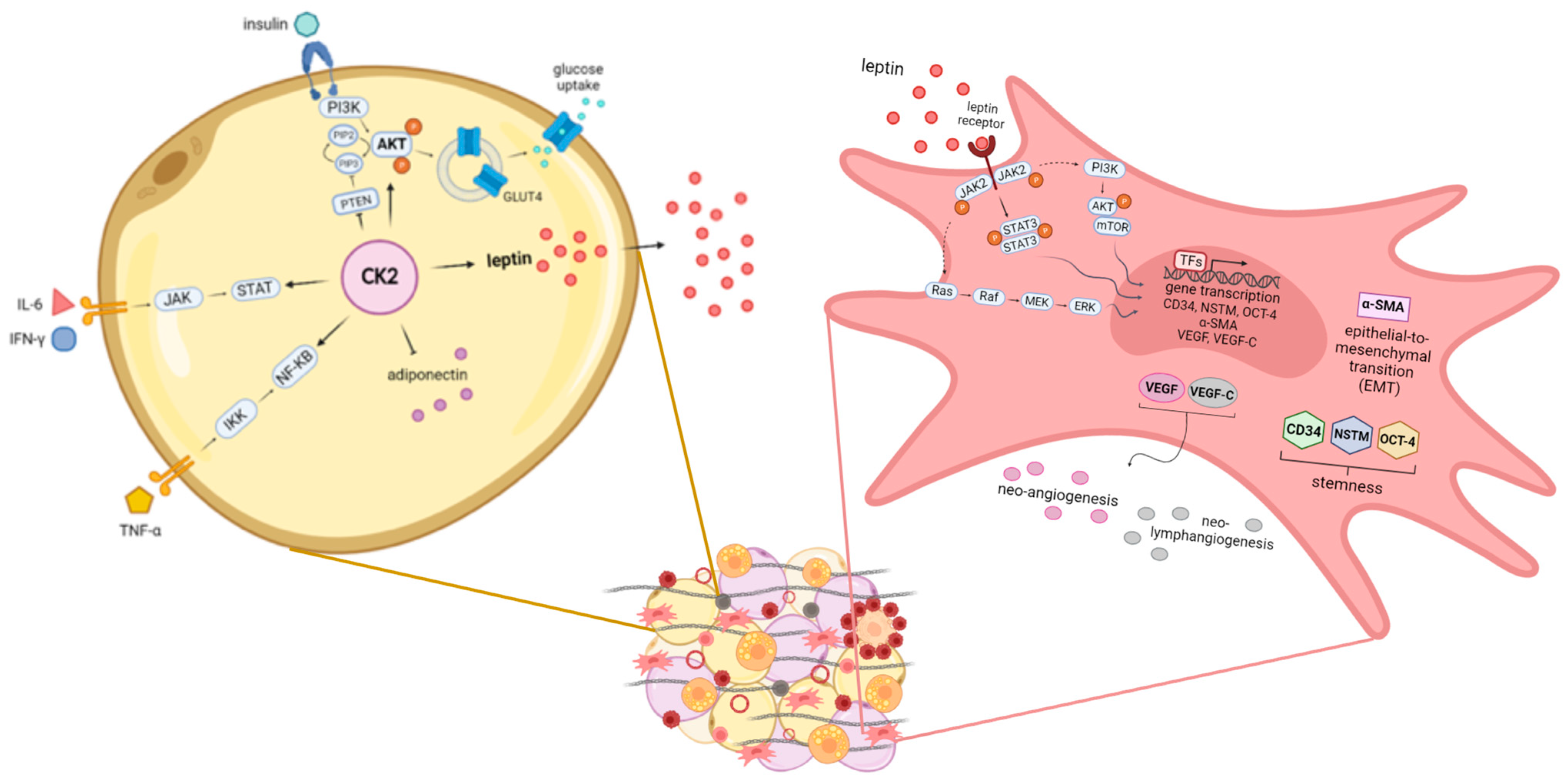 Biomedicines 11 01319 g003 Biomedicines 11 01319 g003