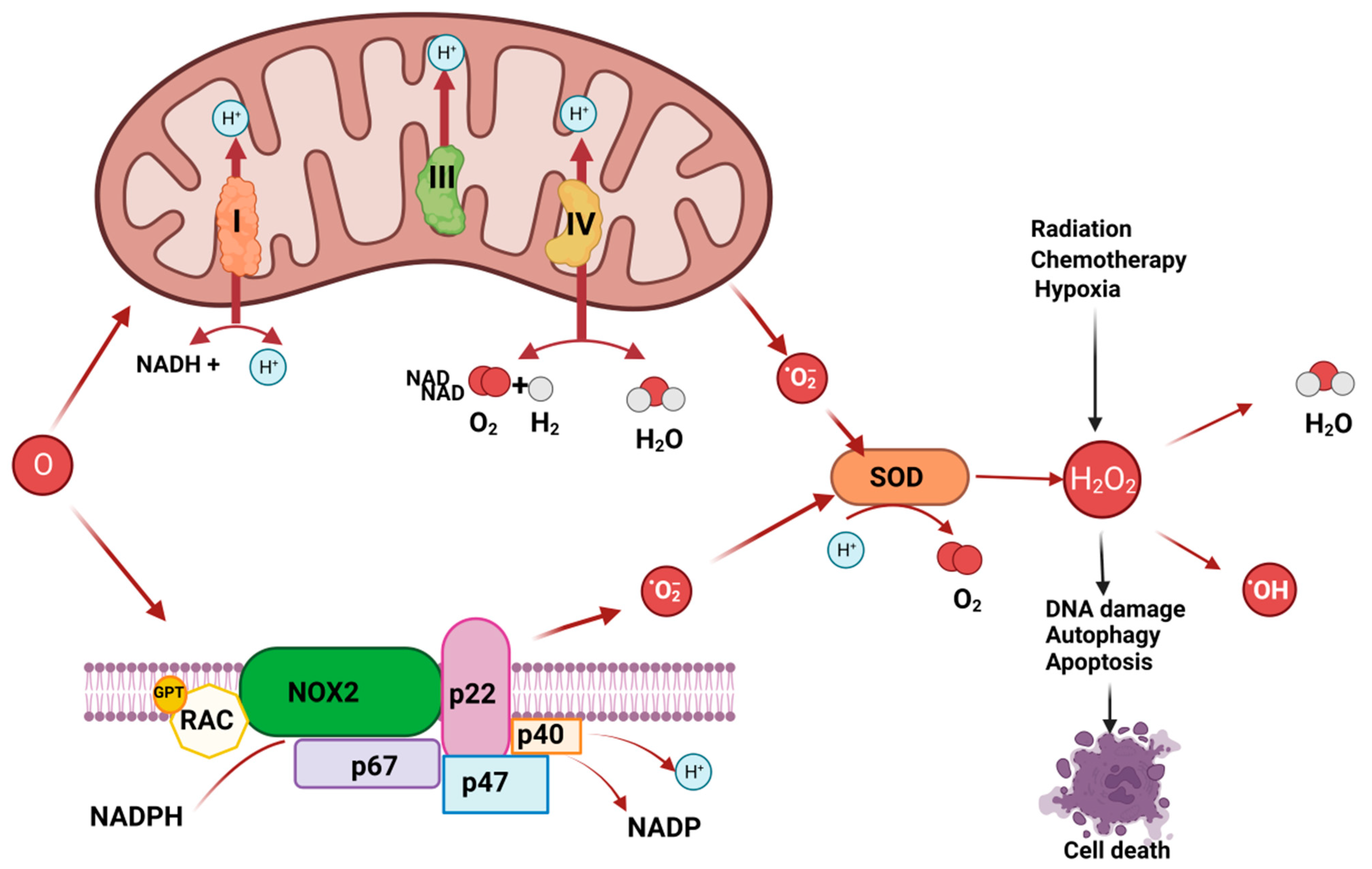 Biomedicines 11 01325 g002 Biomedicines 11 01325 g002