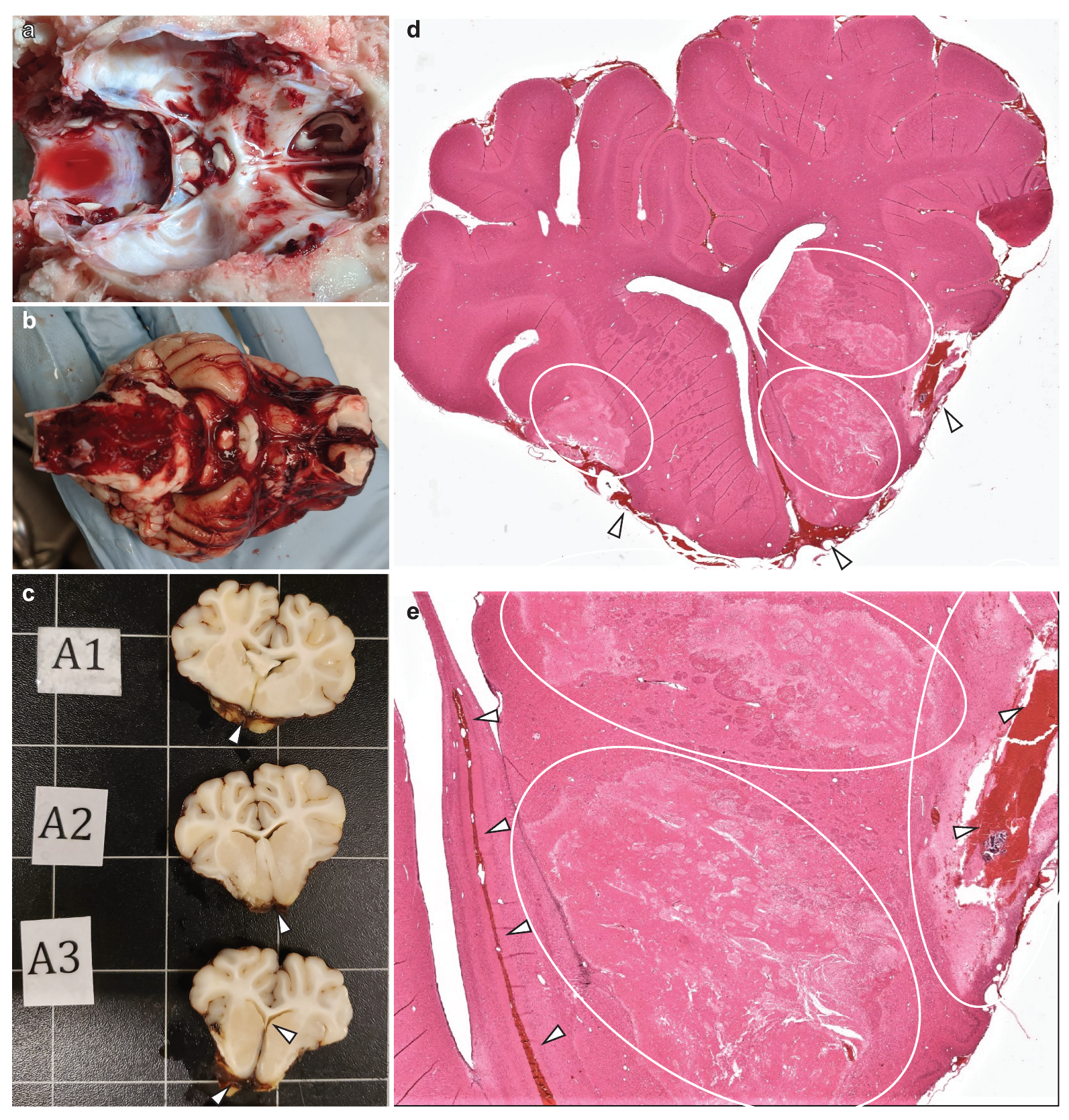 Biomedicines 11 01336 g004