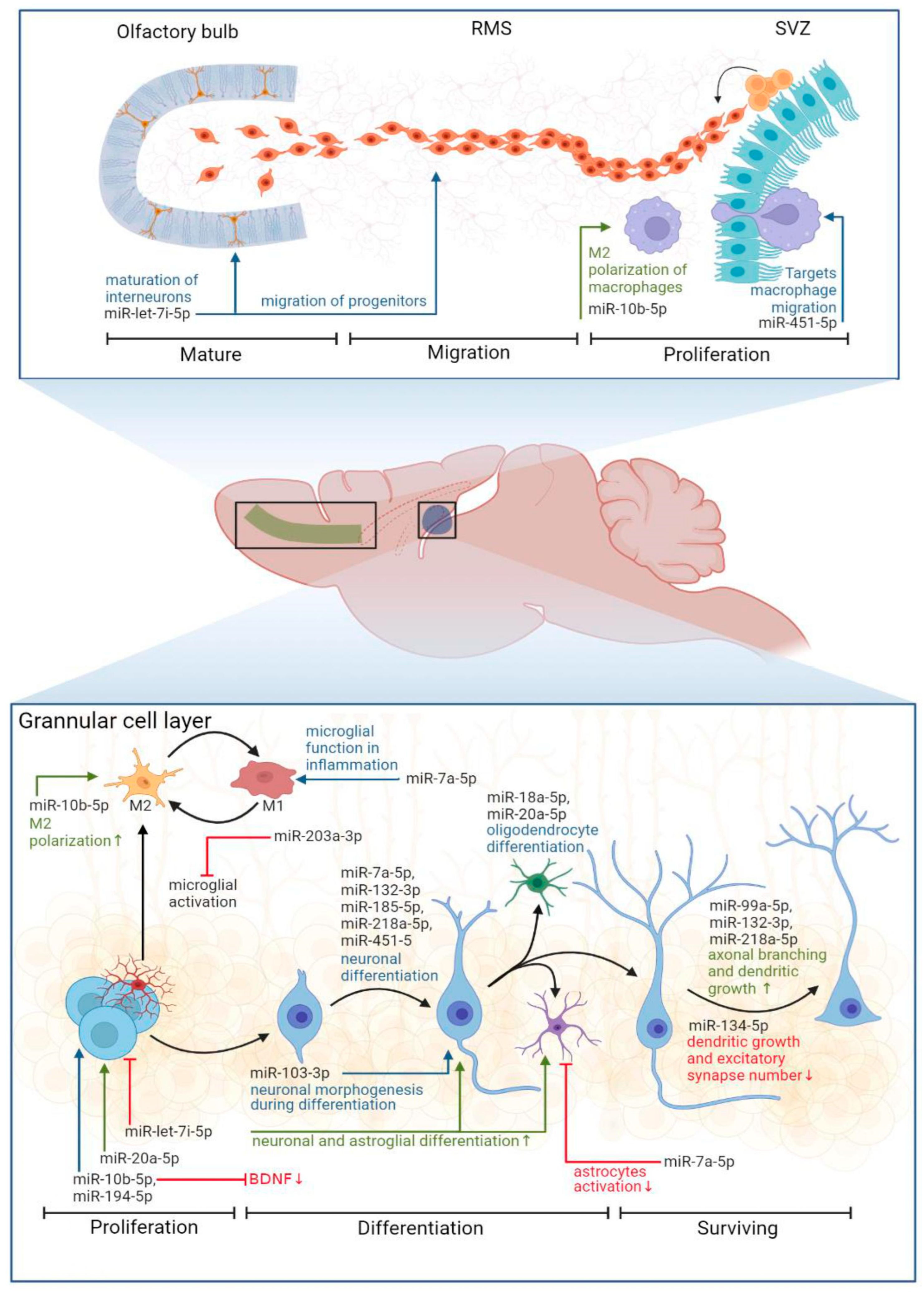 Biomedicines 11 01341 g007