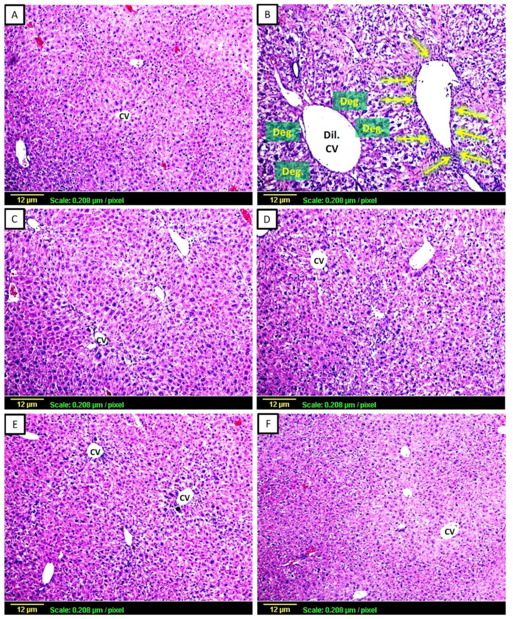 Biomedicines 11 01342 g001