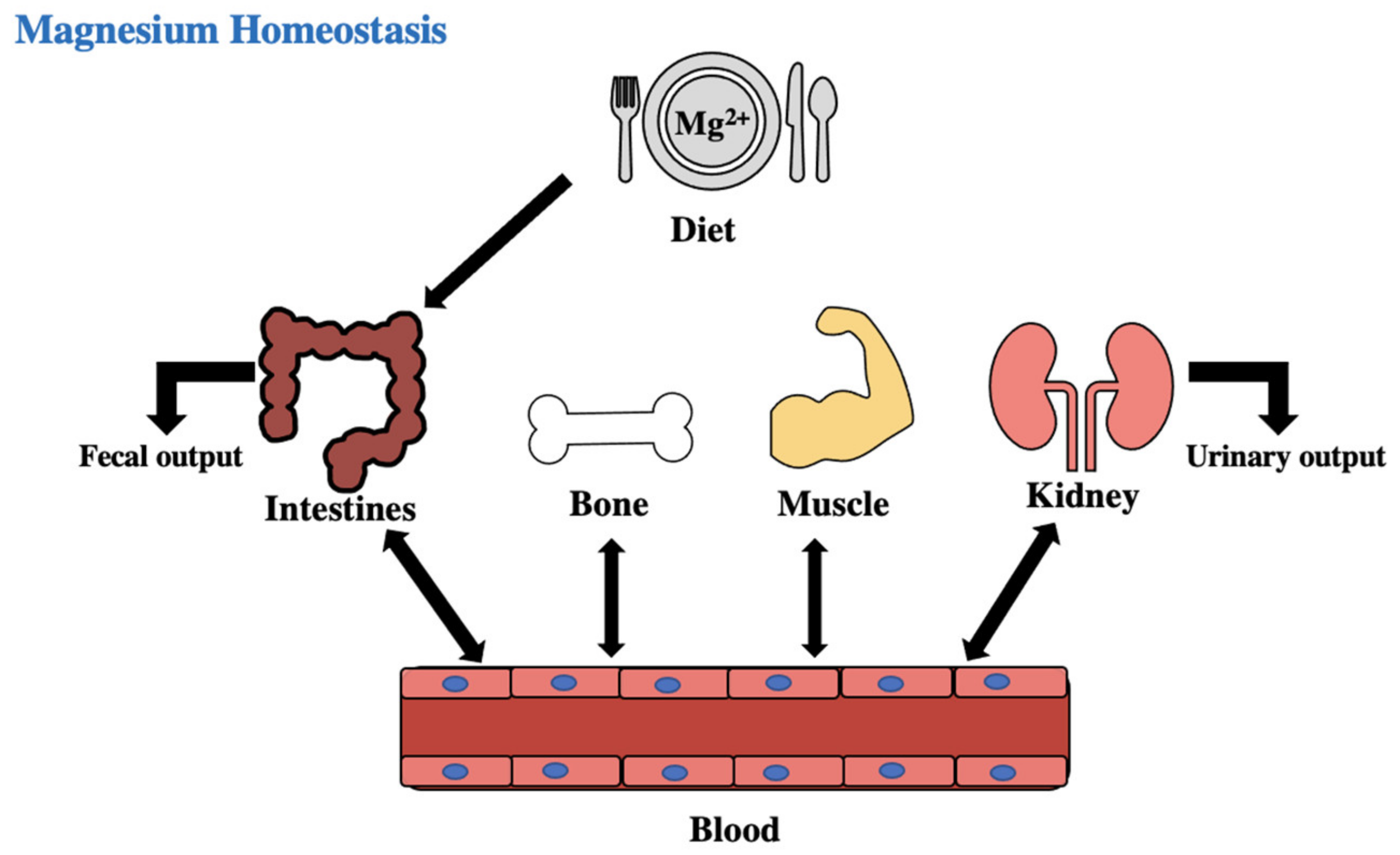 Biomedicines Free FullText The Role of PlateletActivating Factor
