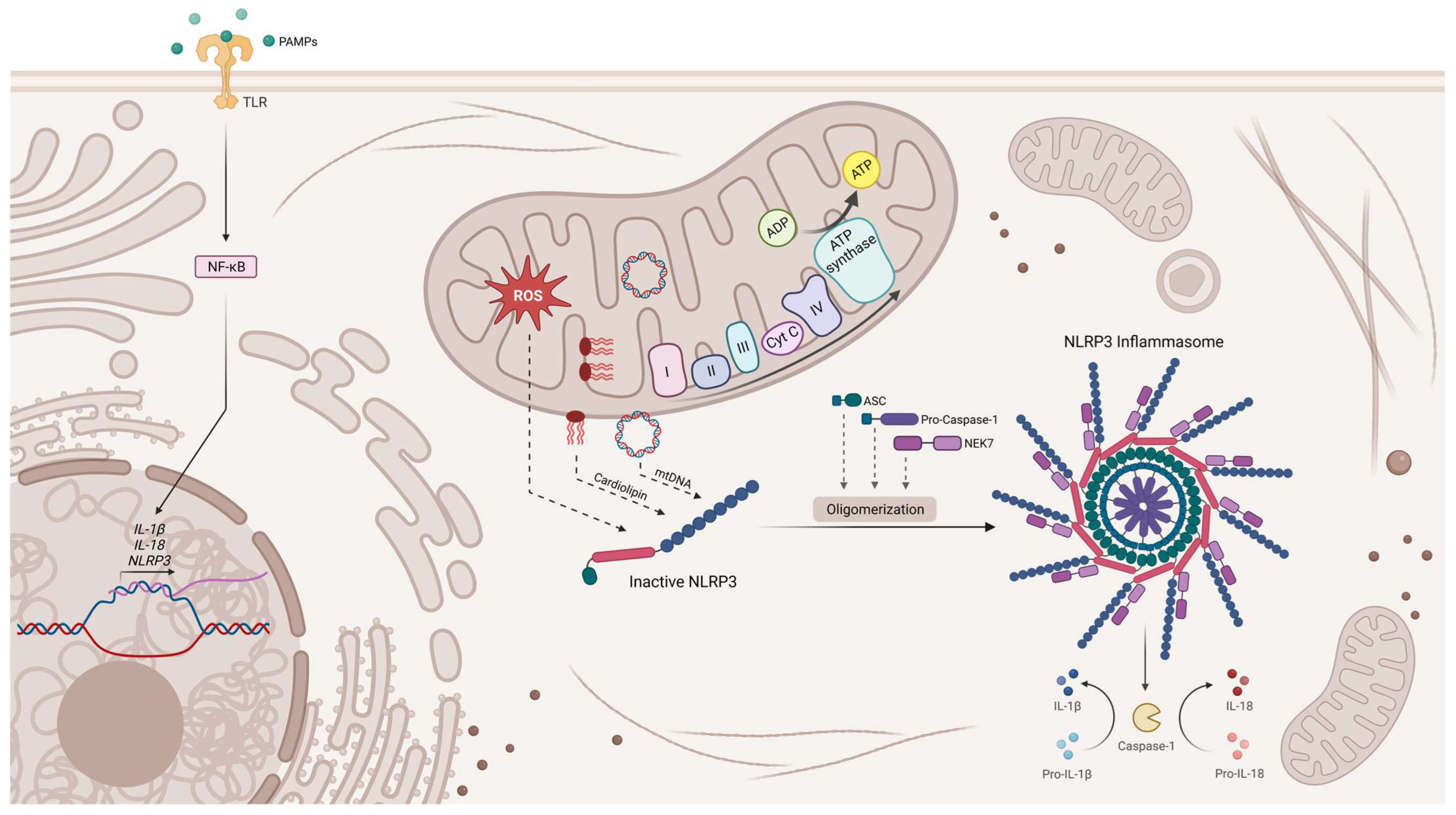 Biomedicines 11 01349 g003 Biomedicines 11 01349 g003
