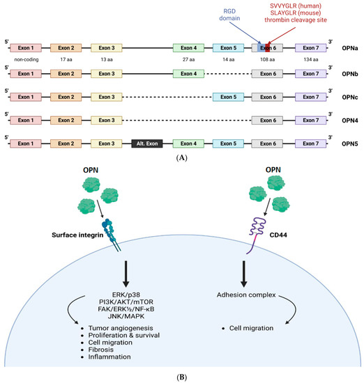 Biomedicines Free FullText Osteopontin as a Biomarker in Chronic