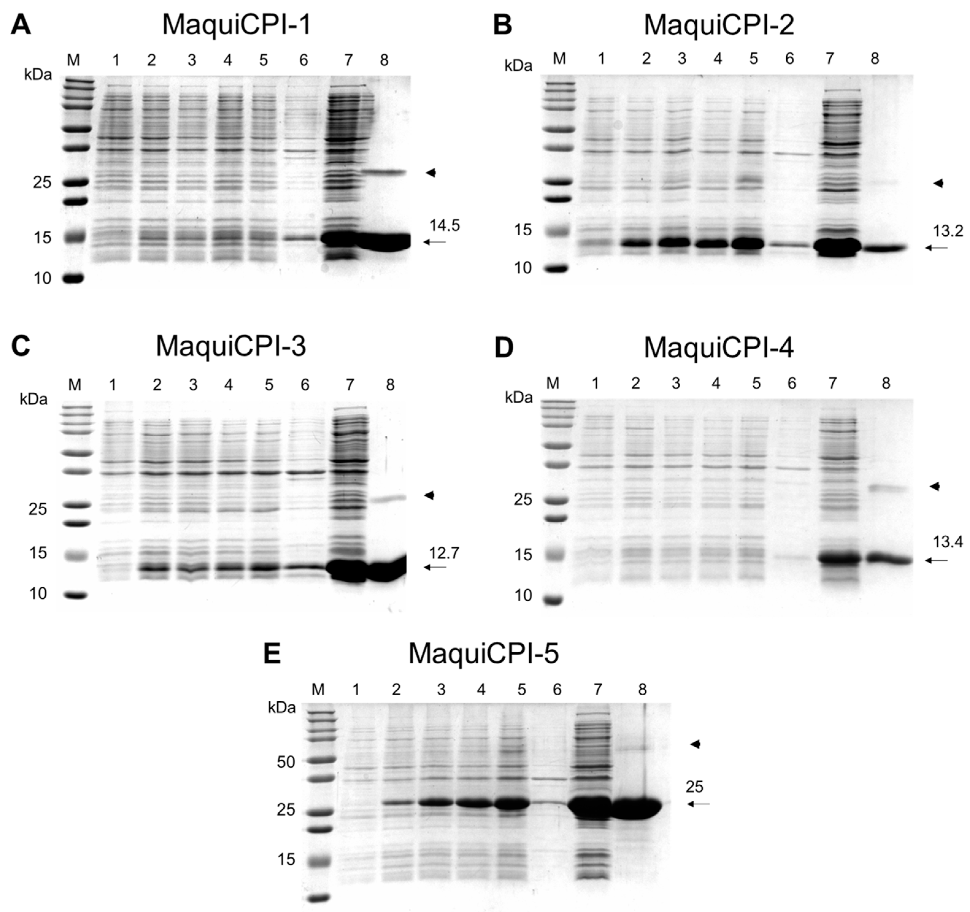 Biomedicines 11 01360 g004