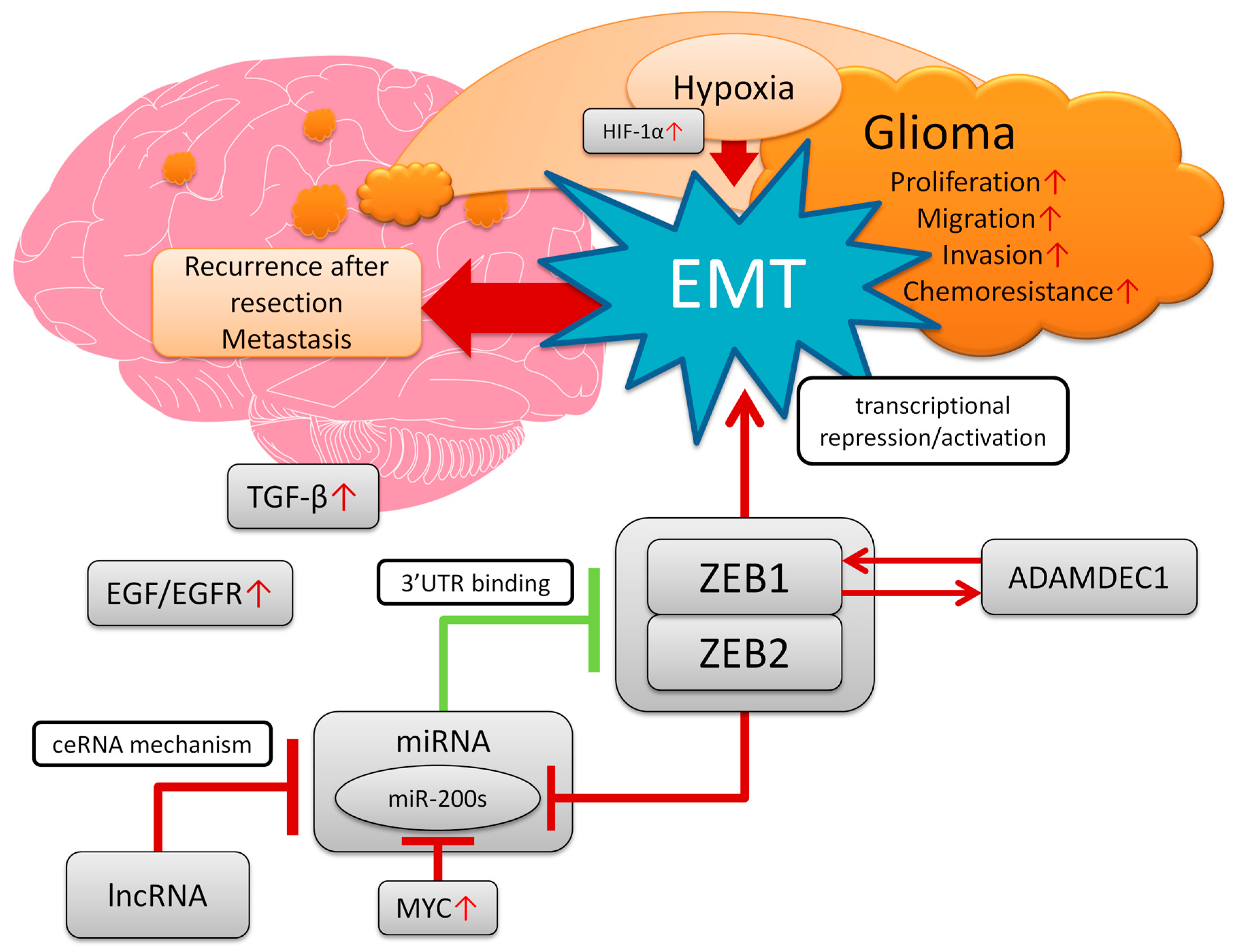 Biomedicines 11 01364 g001
