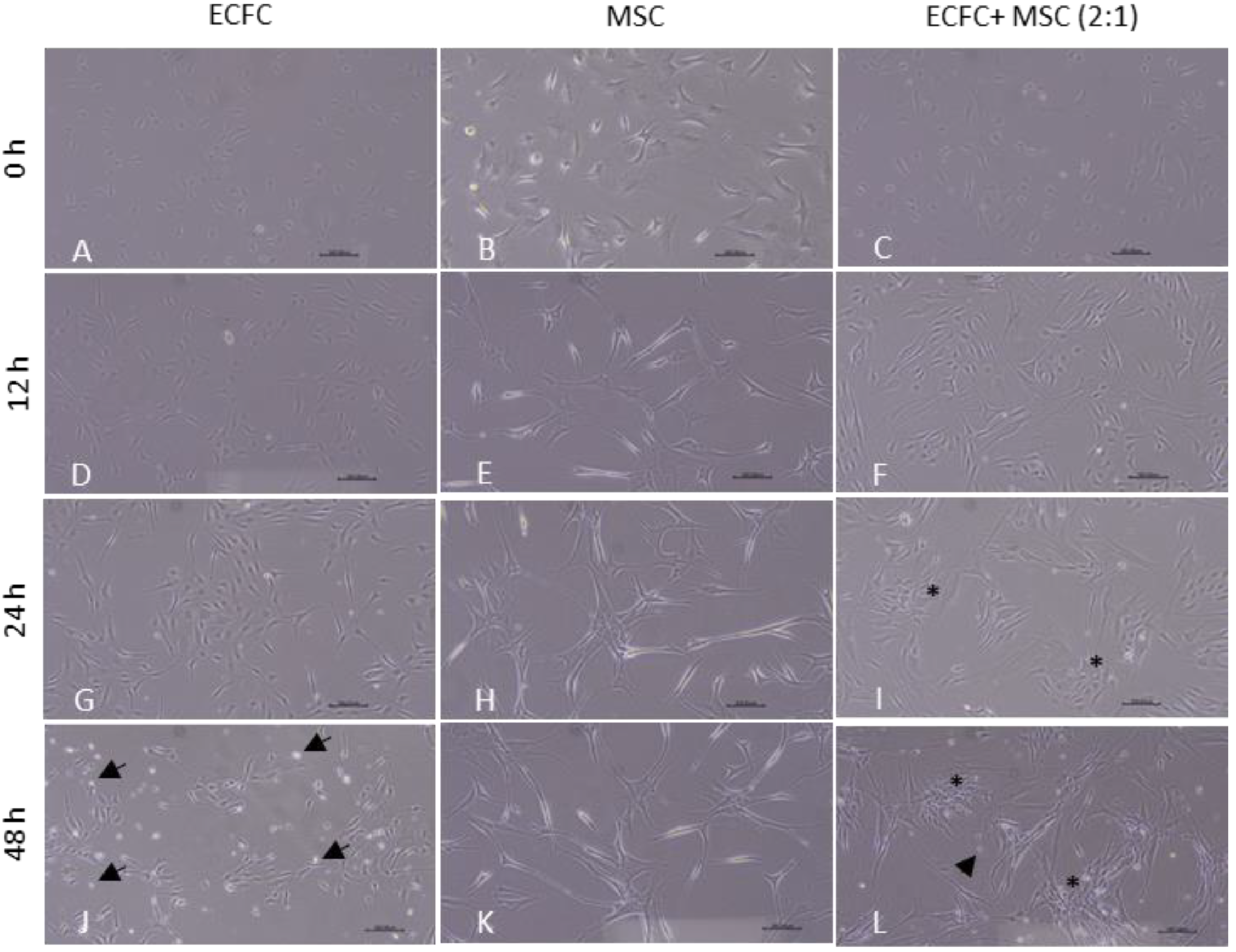 Biomedicines 11 01372 g003 Biomedicines 11 01372 g003