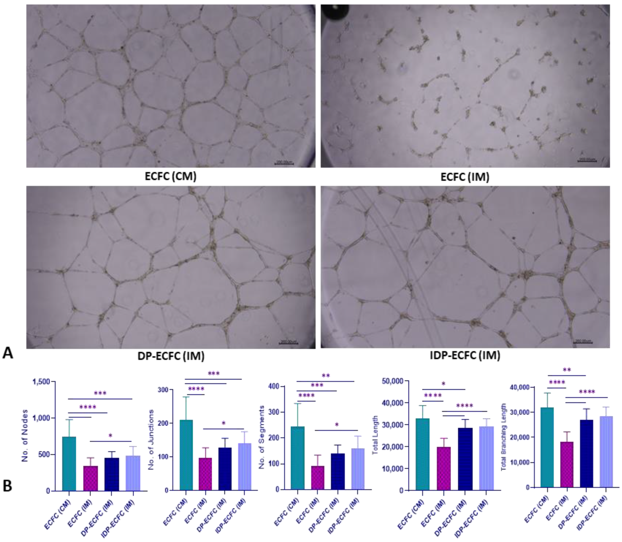 Biomedicines 11 01372 g007 Biomedicines 11 01372 g007