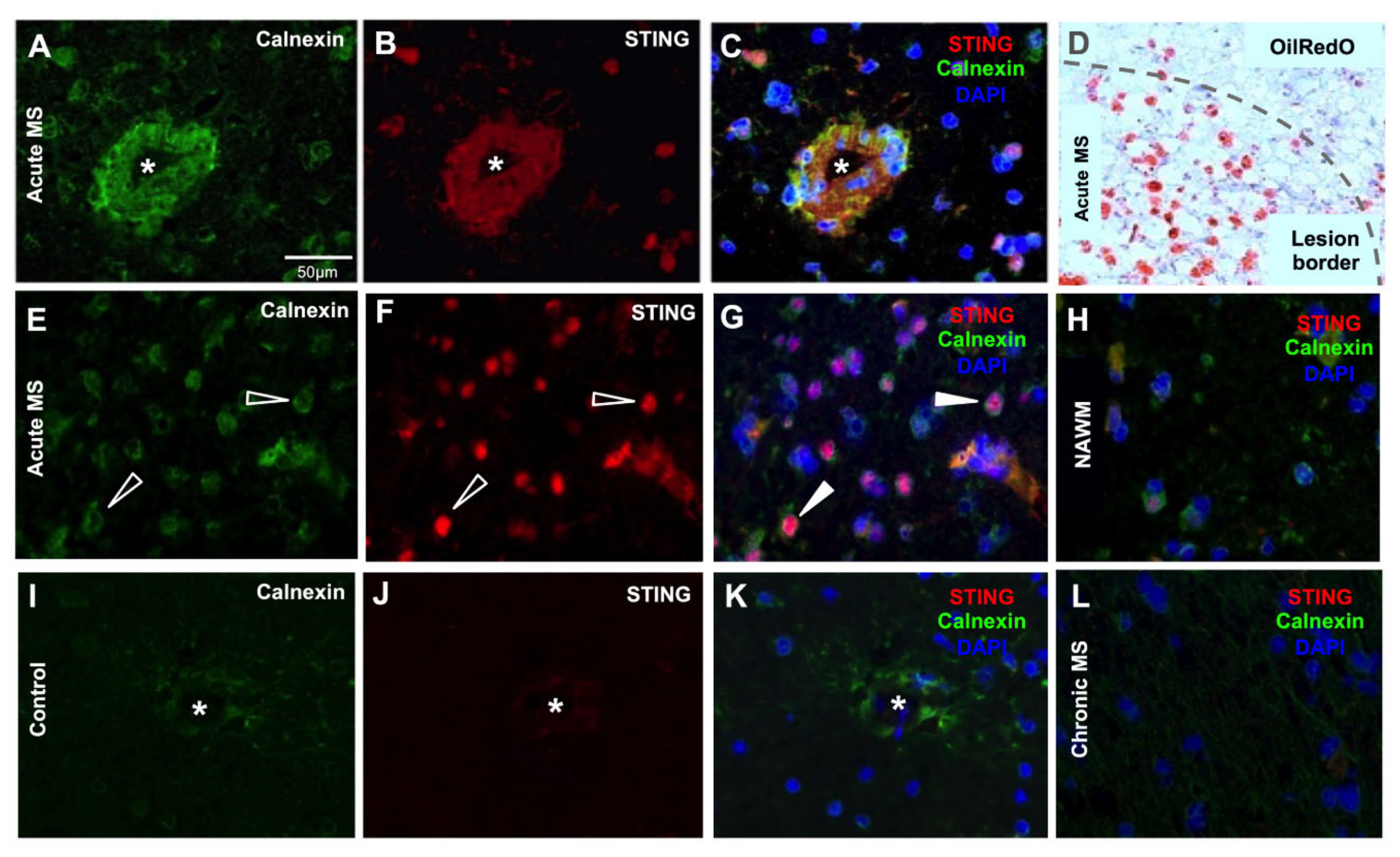 Biomedicines 11 01375 g001