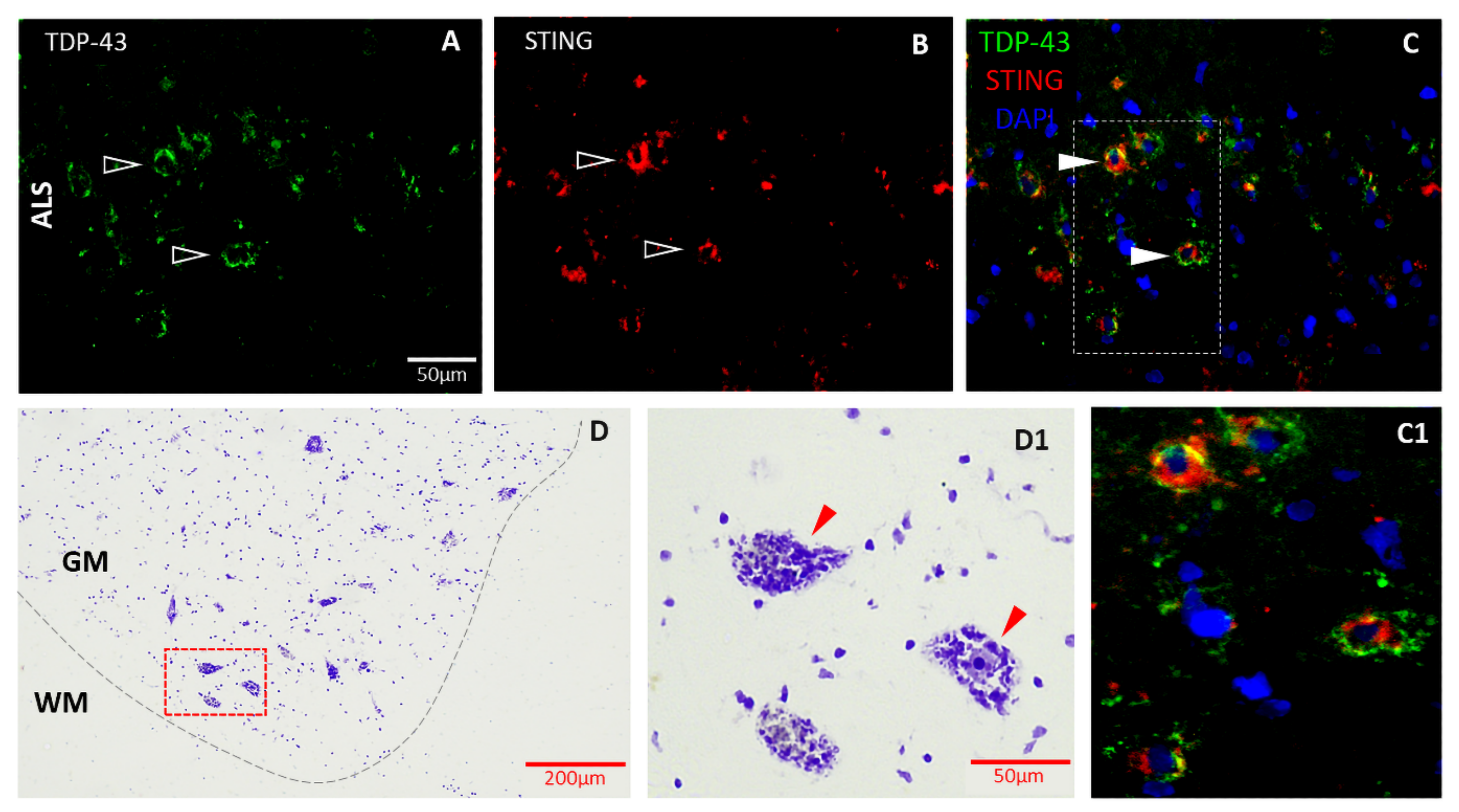 Biomedicines 11 01375 g004