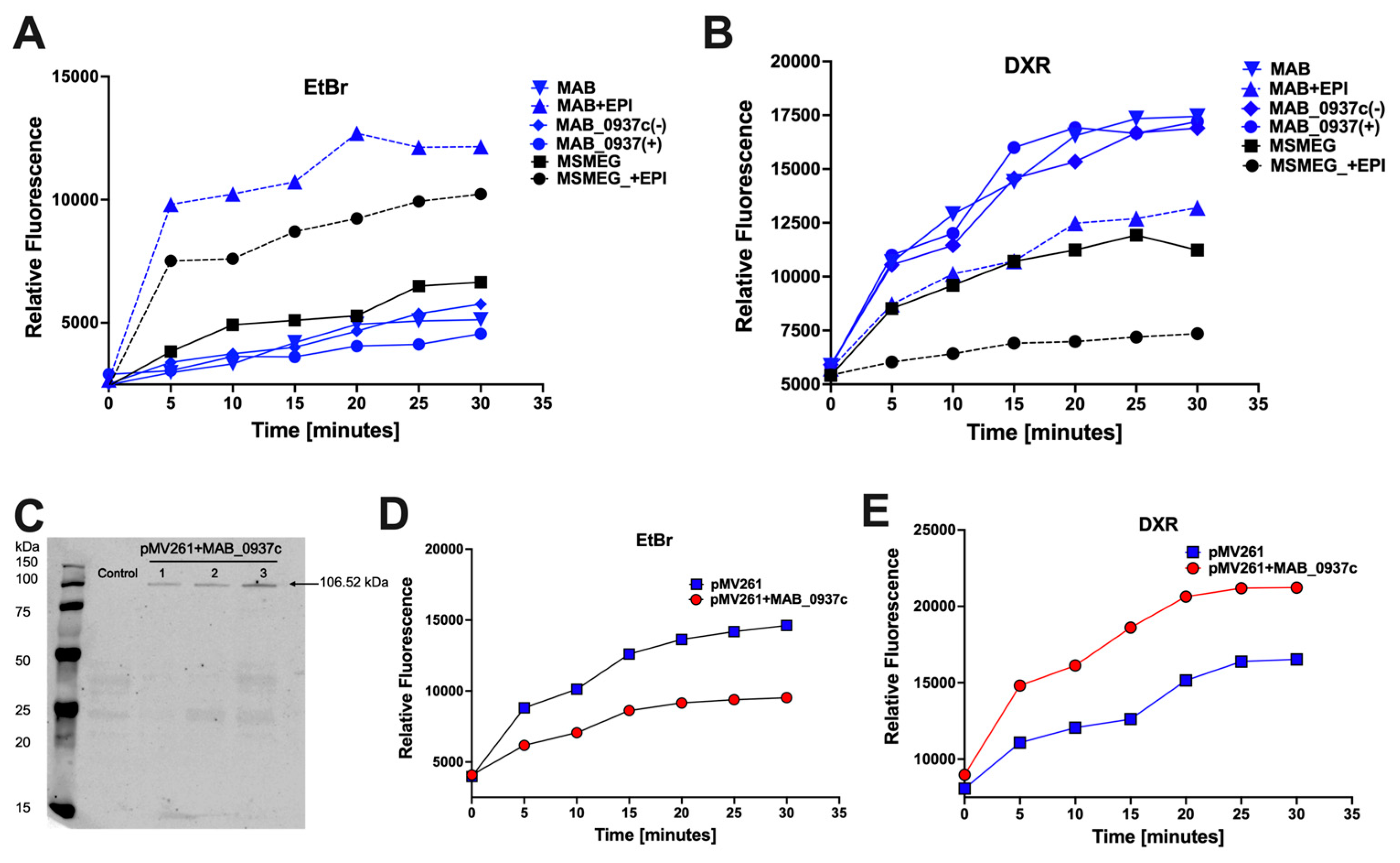 Biomedicines 11 01379 g008 Biomedicines 11 01379 g008