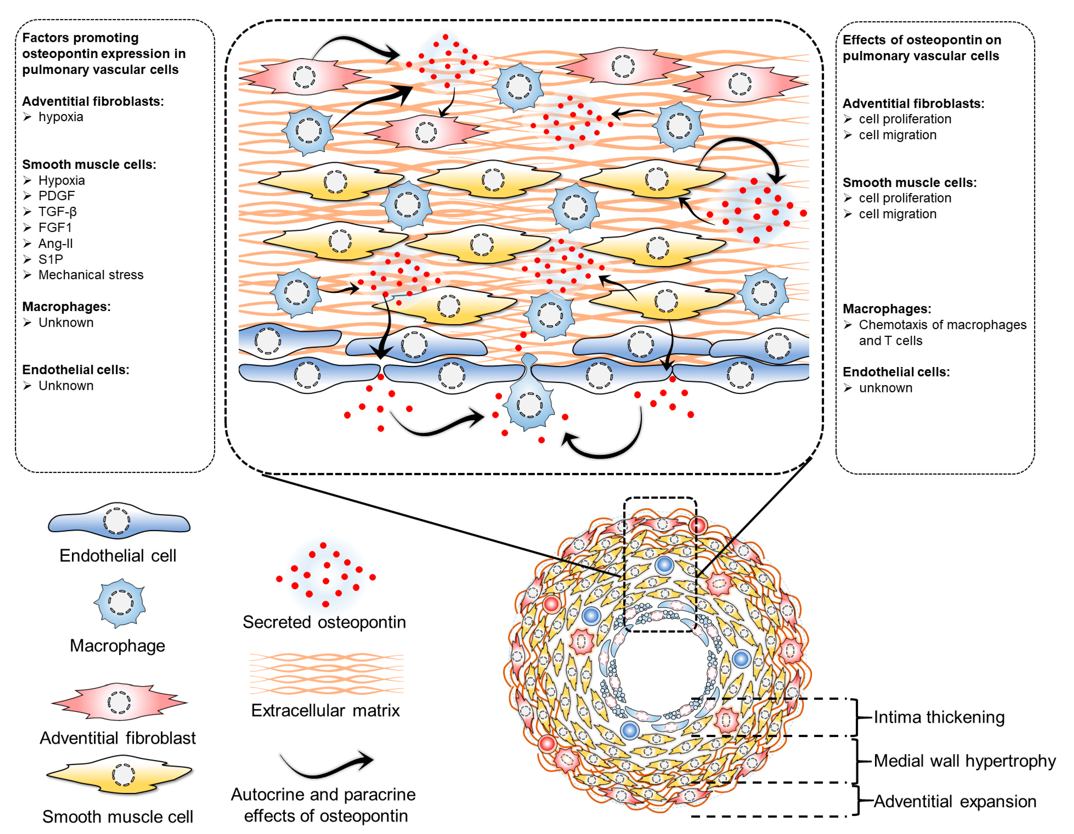 Biomedicines 11 01385 g002