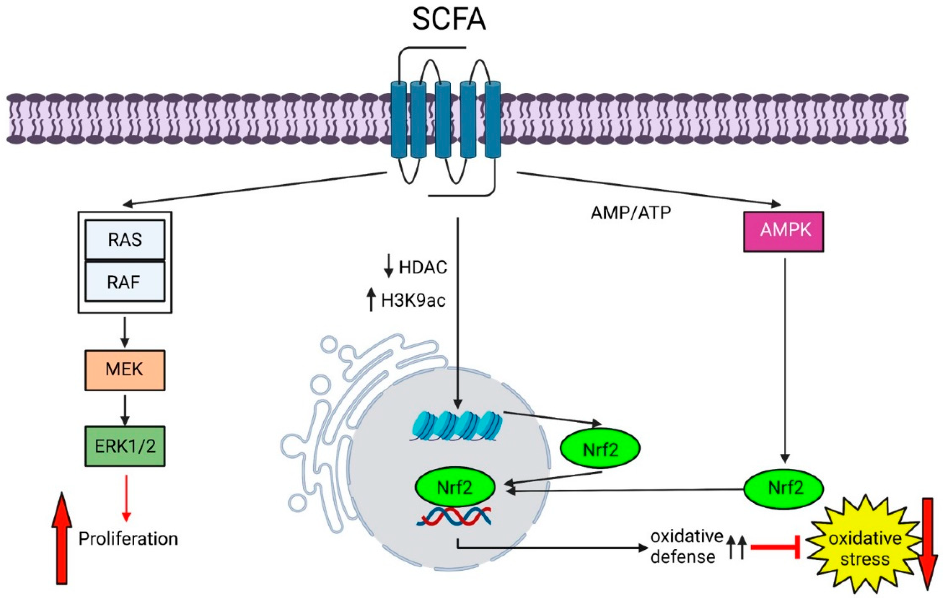Biomedicines 11 01388 g005 Biomedicines 11 01388 g005