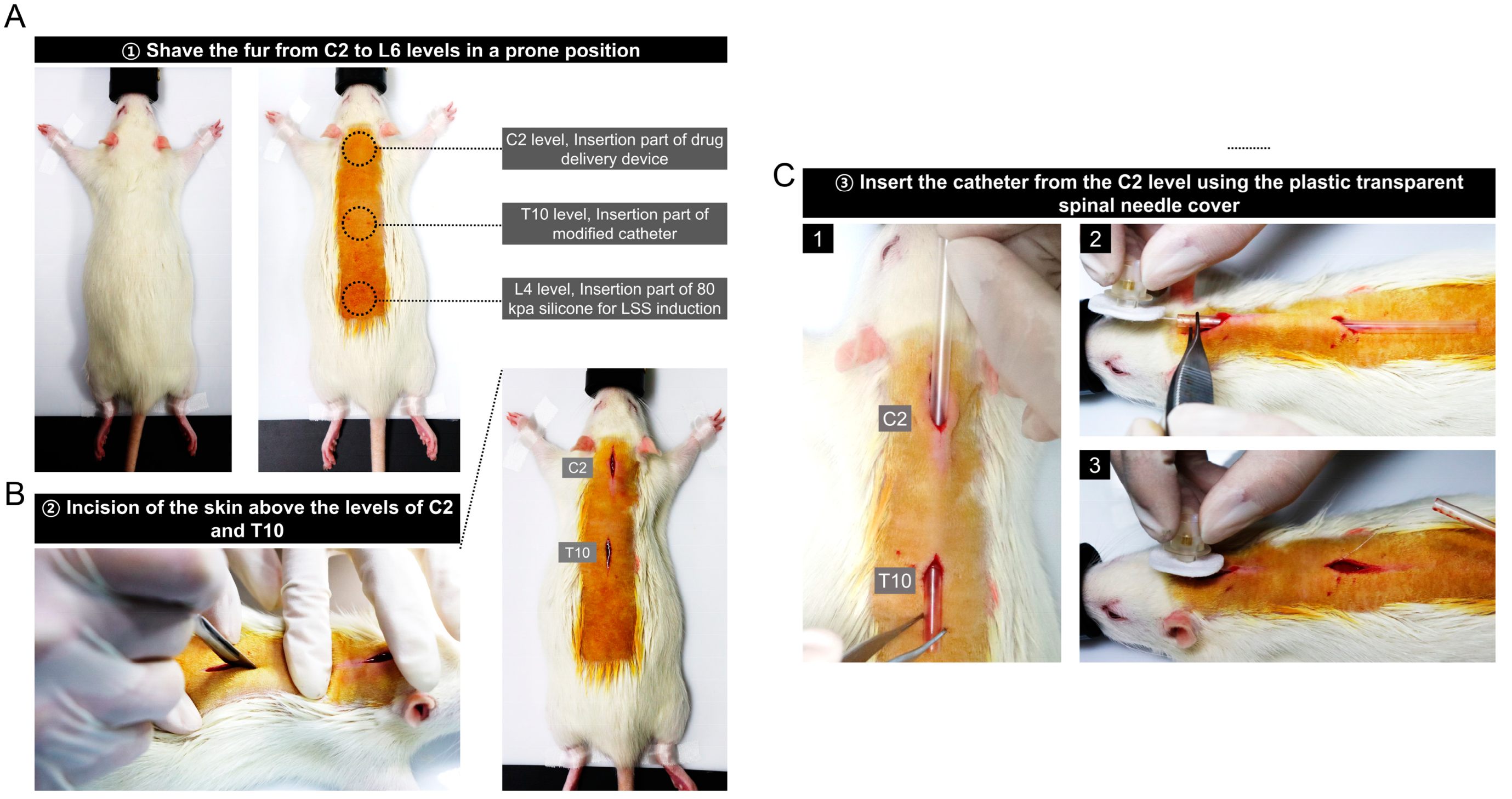 Biomedicines 11 01390 g002