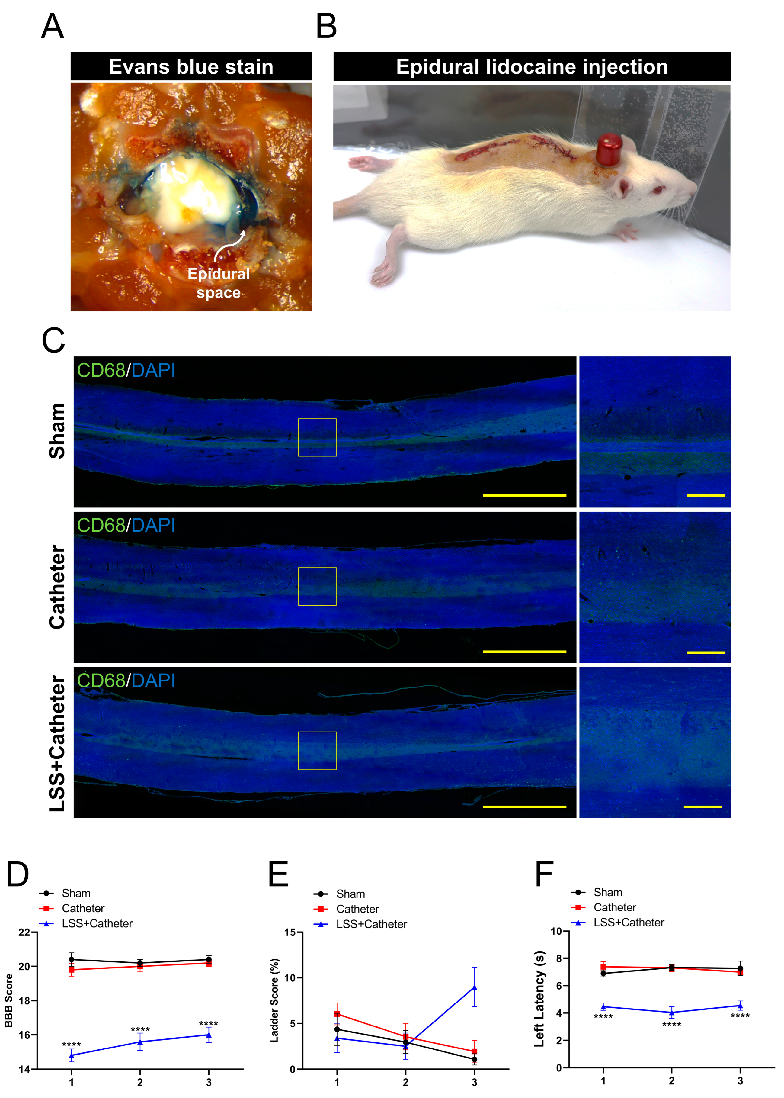Biomedicines 11 01390 g005