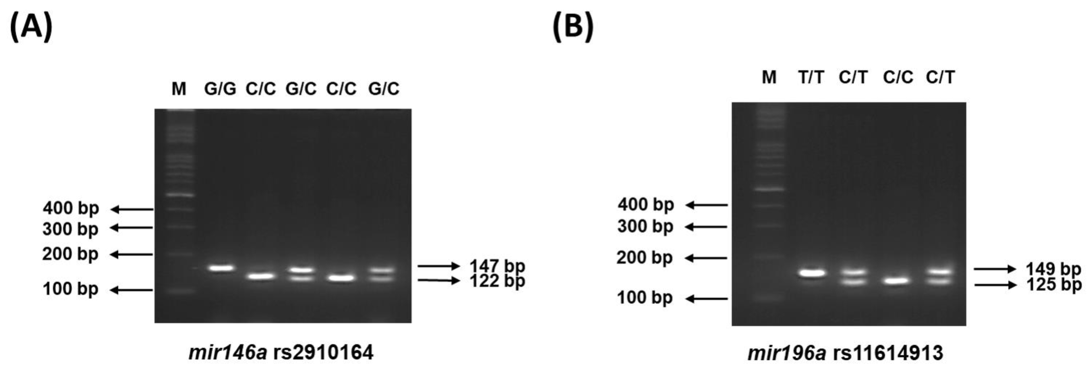 Biomedicines 11 01396 g002