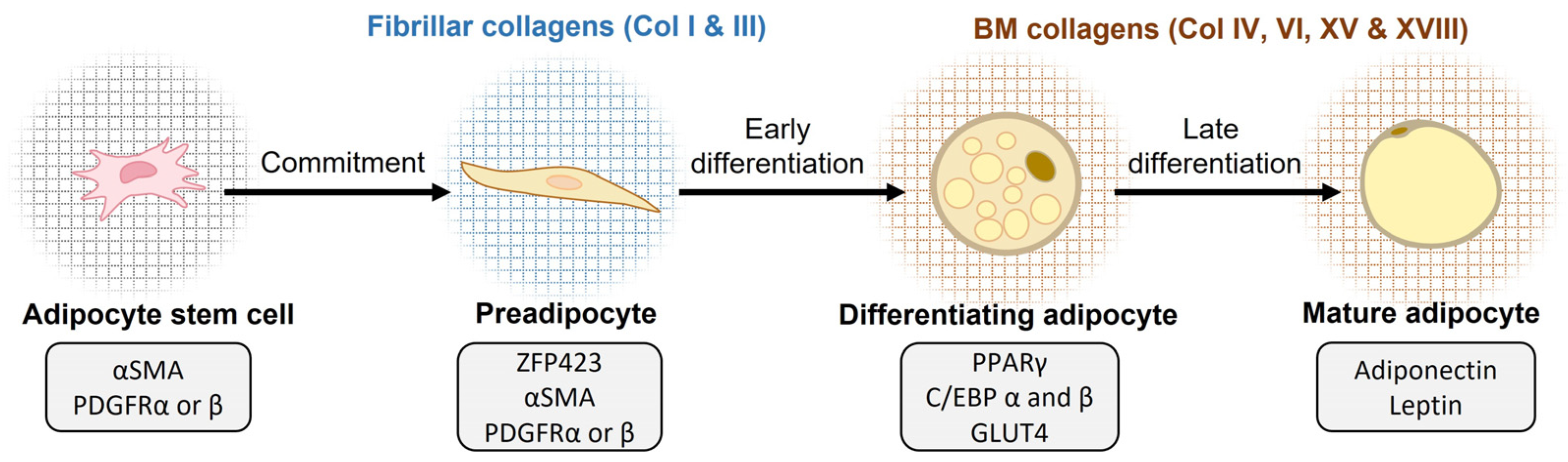 Biomedicines 11 01412 g002