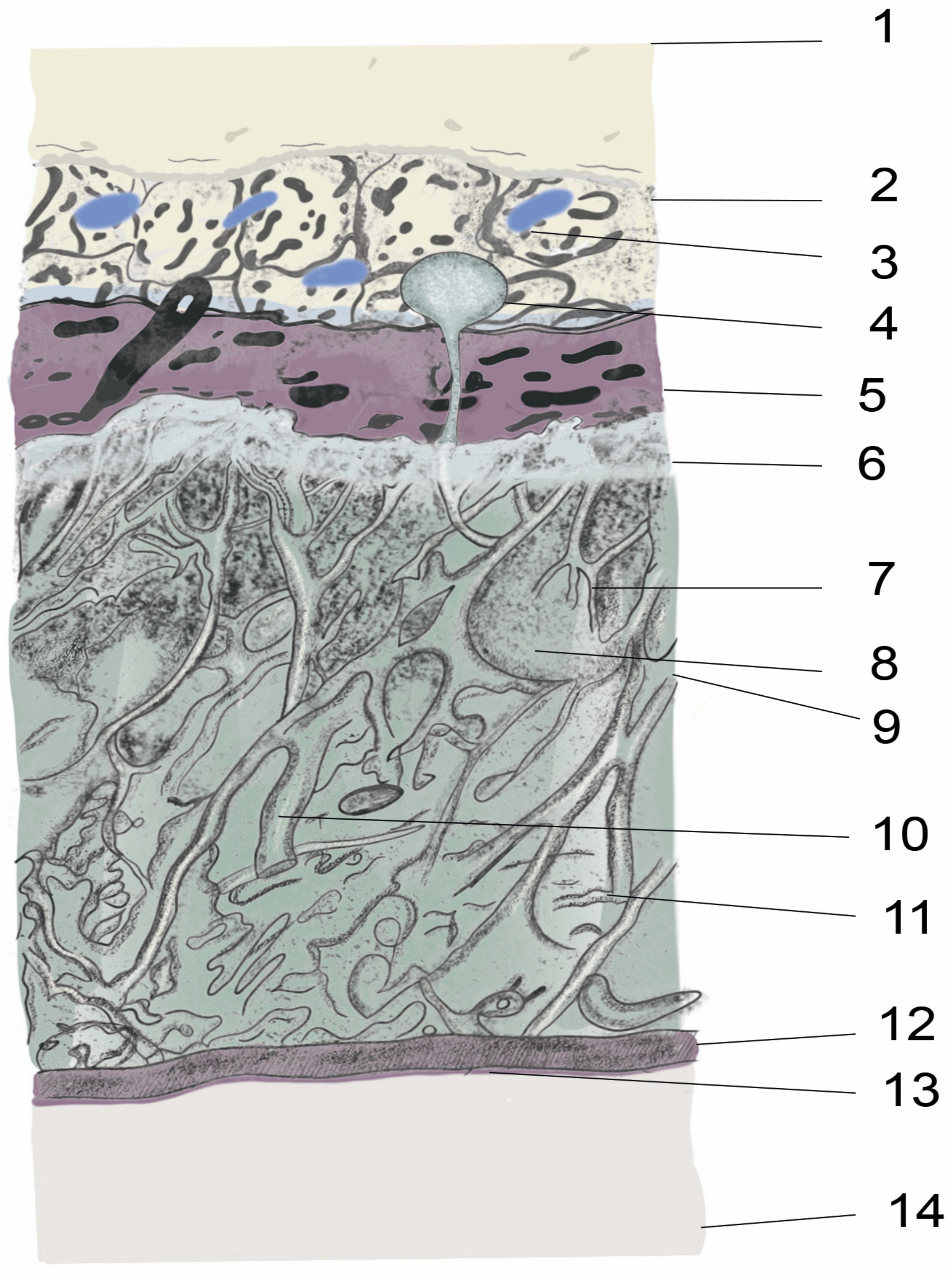Biomedicines 11 01413 g002