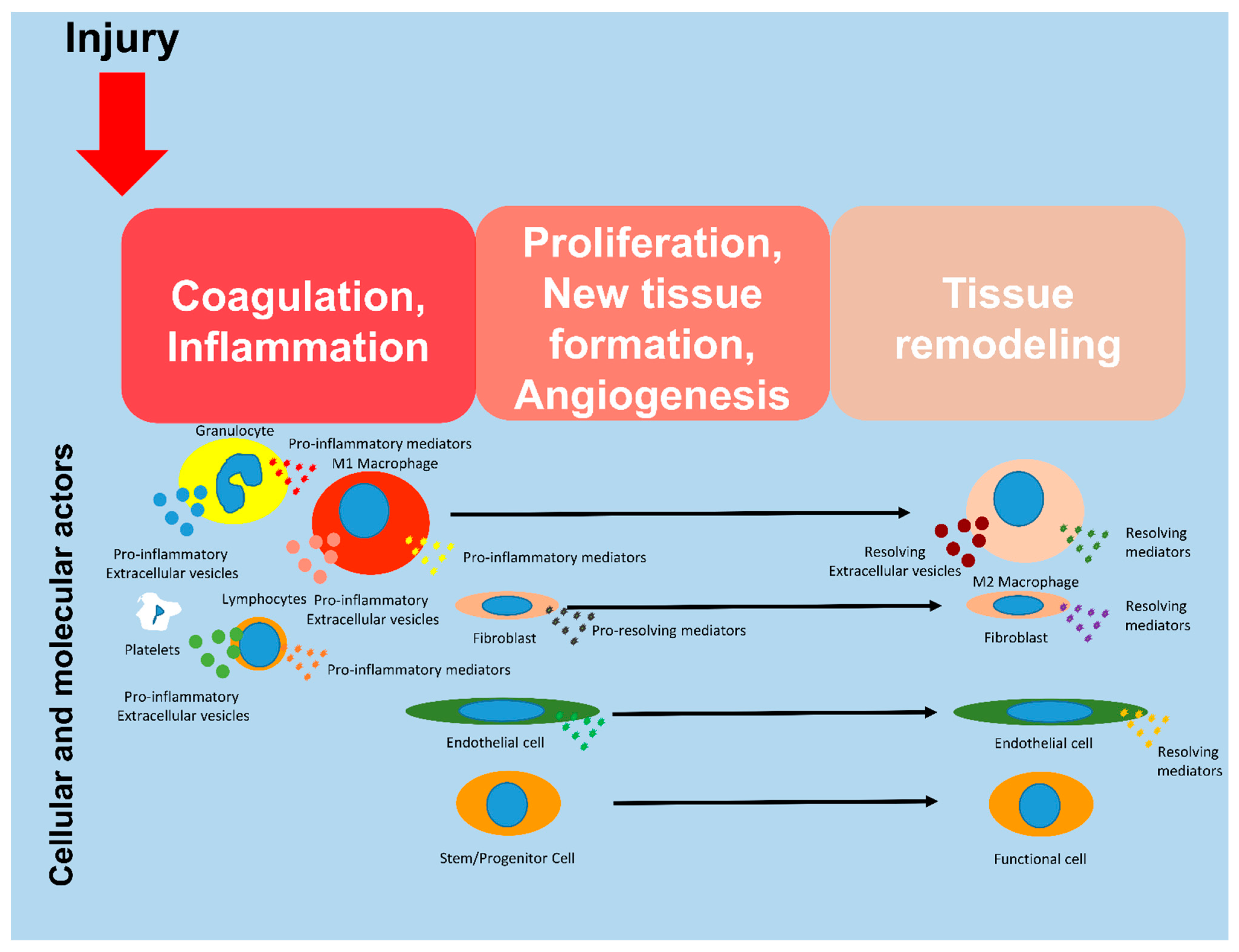 Biomedicines 11 01416 g001 Biomedicines 11 01416 g001